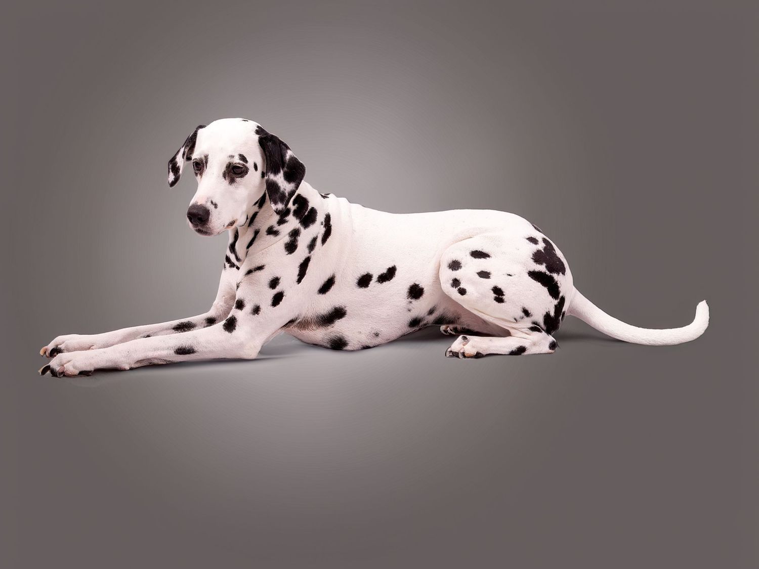 Dalmatian dog lying down on gray studio background with black spots. Dave Martin Photography Studio Belfast