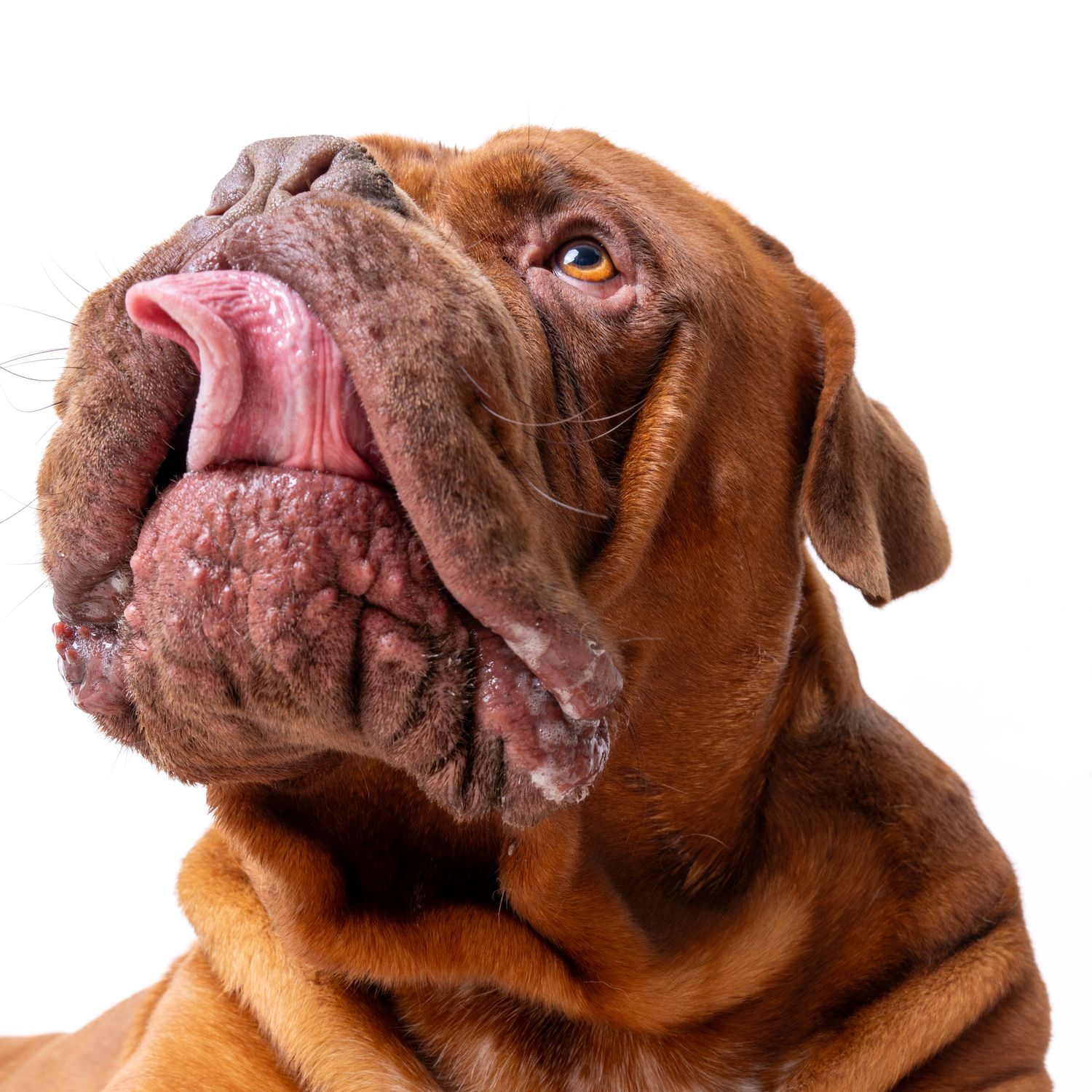 Close-up of a wrinkly Dogue de Bordeaux dog with tongue out against a white background. Dave Martin Photography Studio Belfast