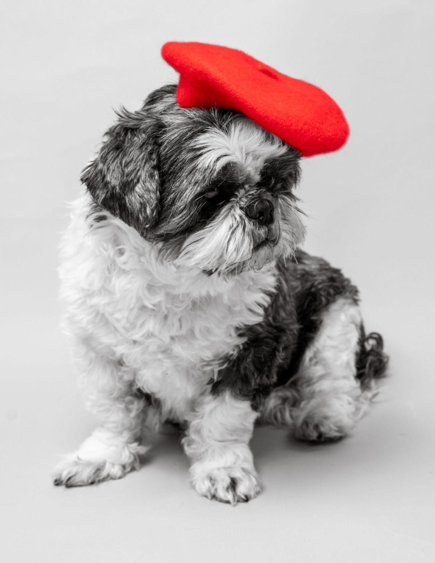Shih tzu dog wearing a red beret hat in black and white studio photo. Dave Martin Photography Studio Belfast