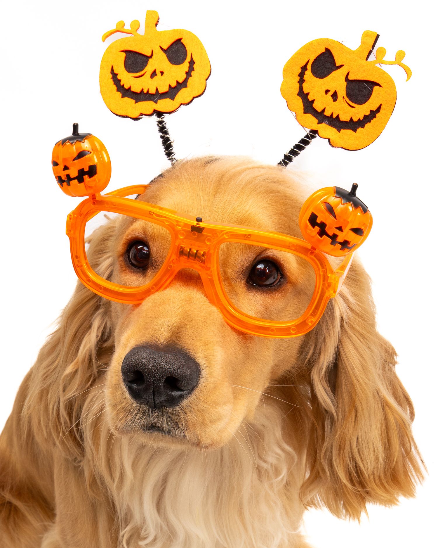 Golden retriever wearing Halloween pumpkin jack-o-lantern glasses and headband costume accessory. Dave Martin Photography Studio Belfast