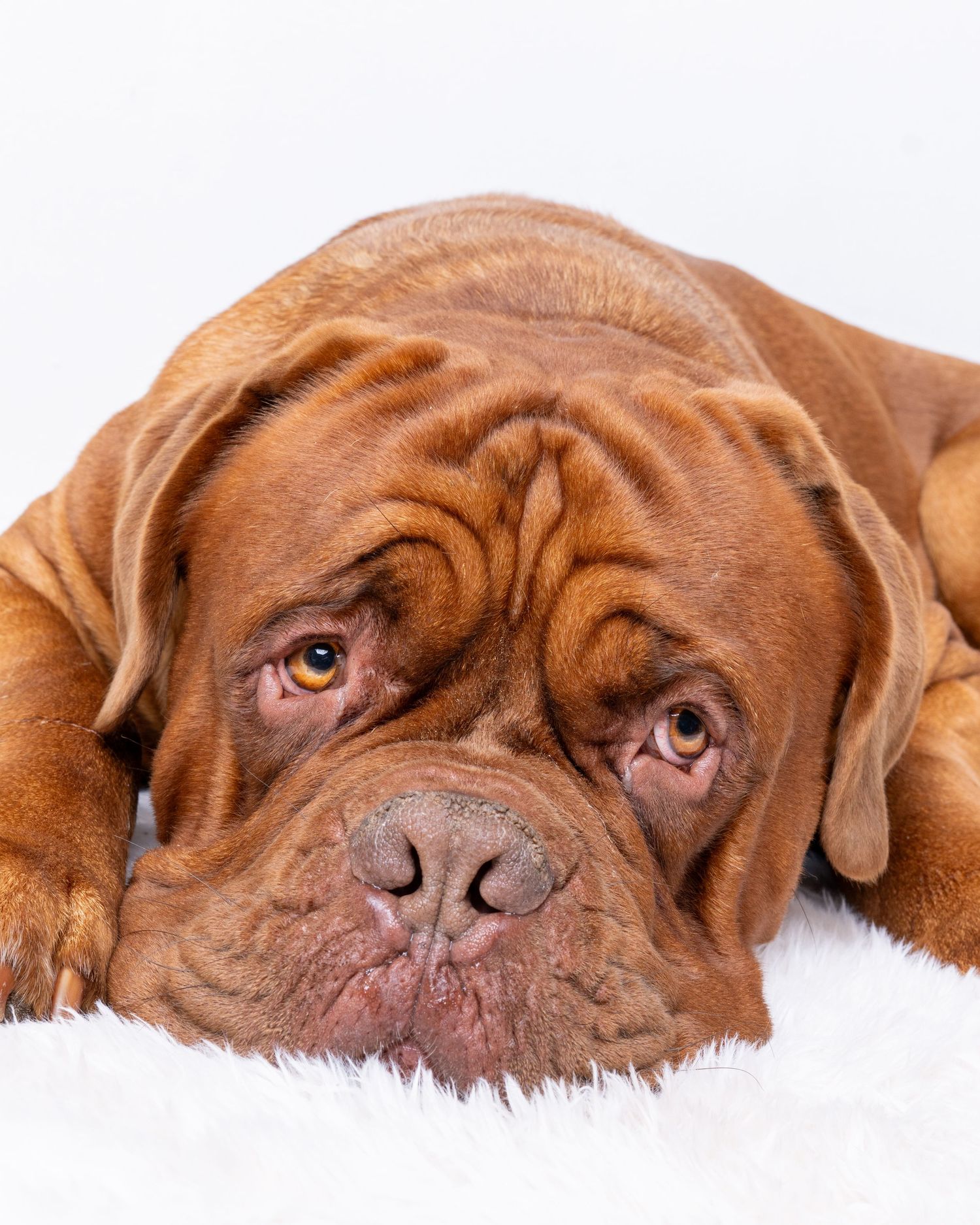 A large Dogue de Bordeaux dog with lying down on a white fluffy surface. Dave Martin Photography Studio Belfast
