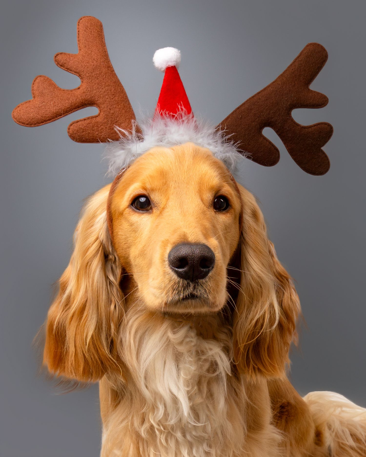 Golden Cocker Spaniel wearing reindeer antlers and a red Santa hat on grey background. Dave Martin Photography Studio Belfast