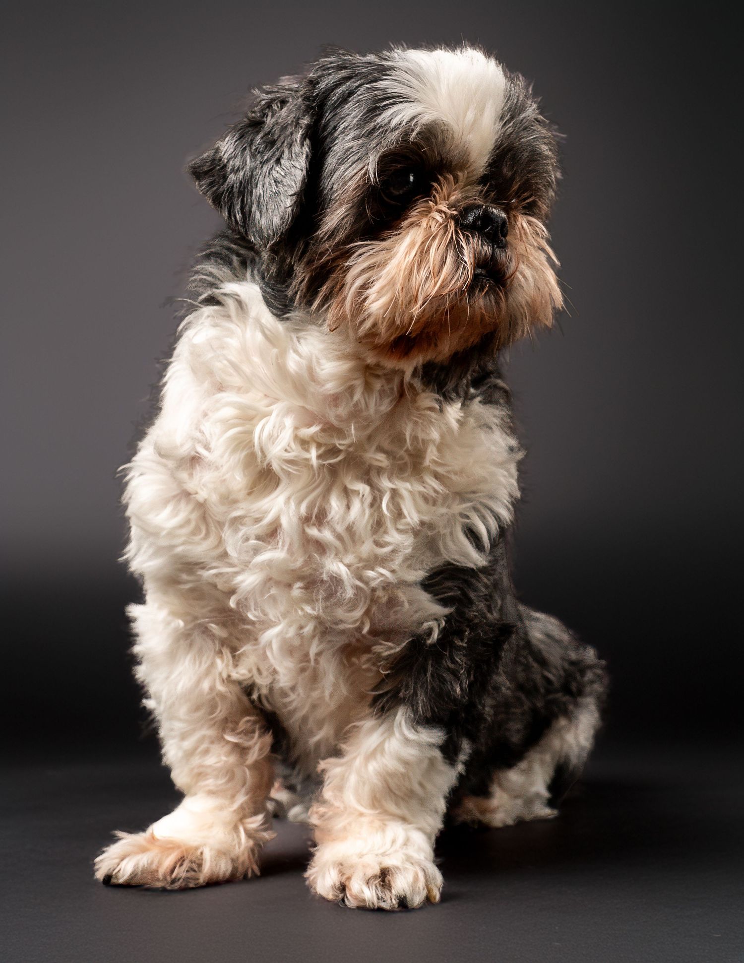 Fluffy Shih Tzu dog with black, white, and tan coat sitting against a dark gray background. Dave Martin Photography Studio Belfast