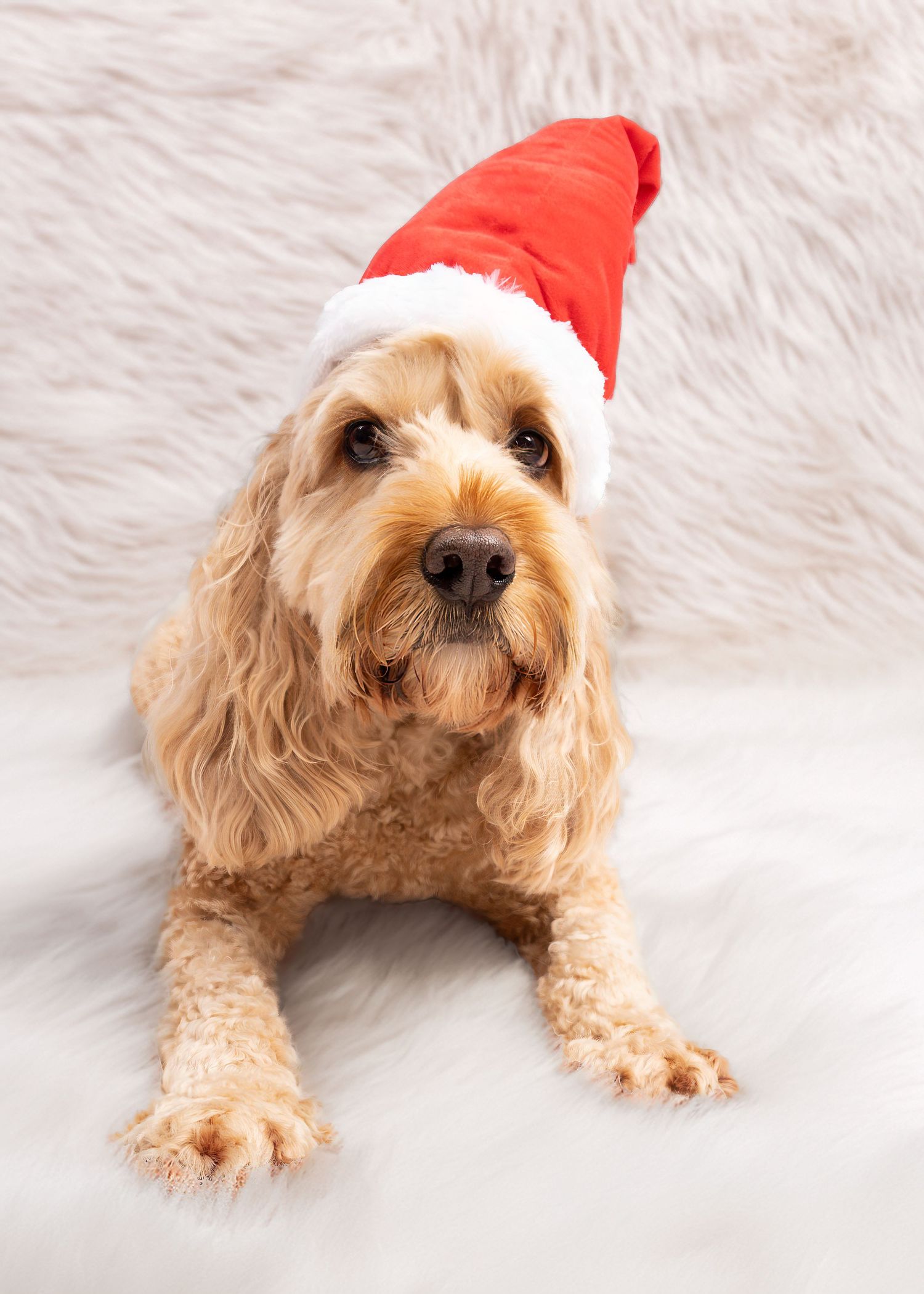 A fluffy golden Cavoodle dog wearing a red Santa hat lying on a white fur rug. Dave Martin Photography Studio Belfast