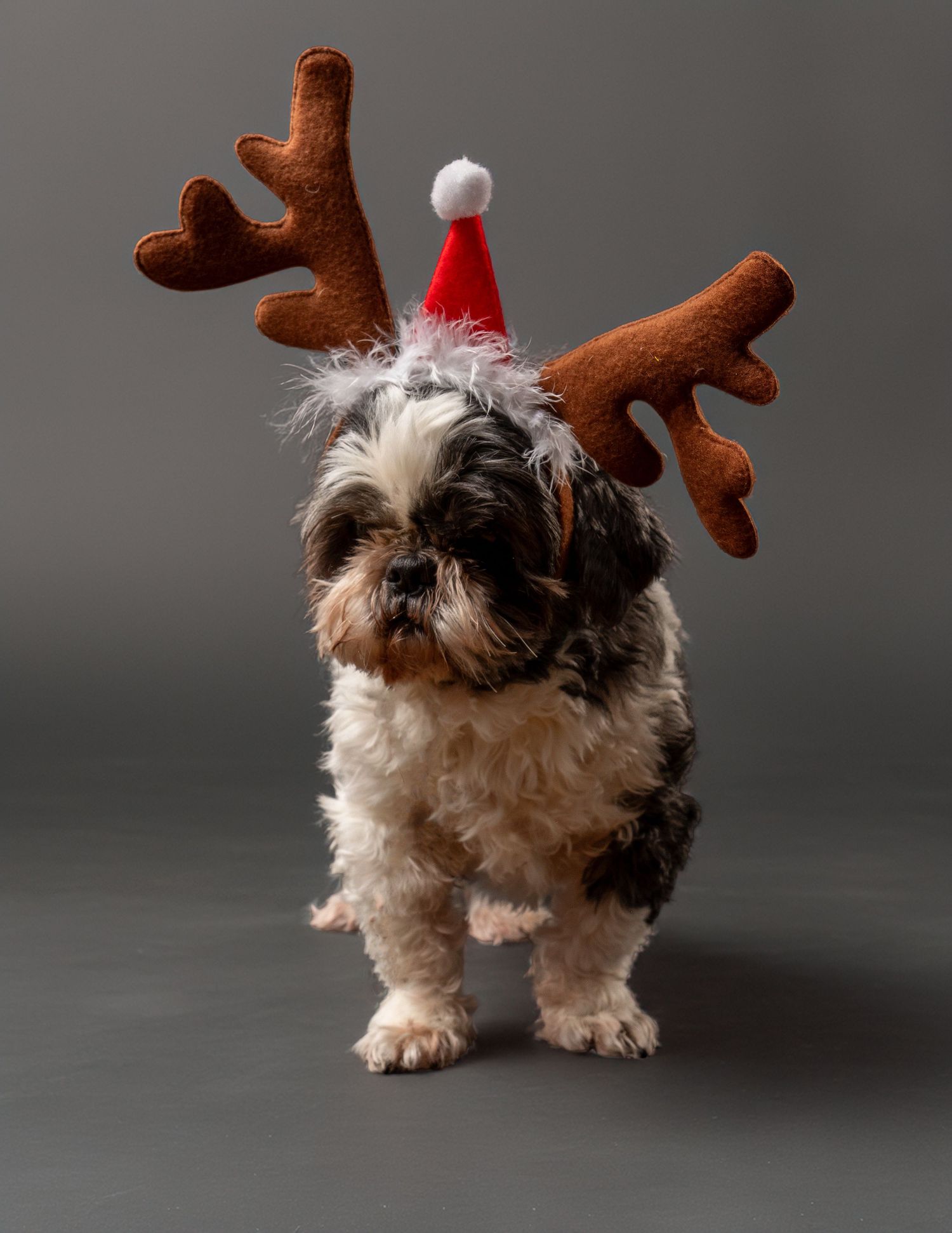 Cute Shih Tzu dog wearing reindeer antlers and Santa hat Christmas costume. Dave Martin Photography Studio Belfast