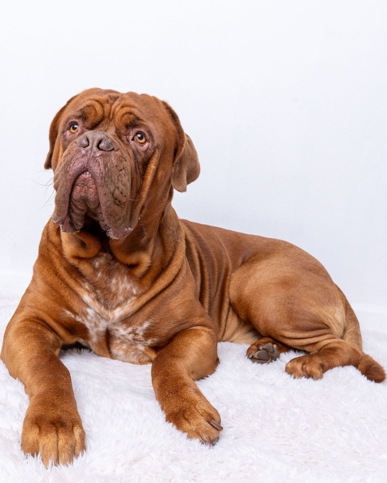 A large Dogue de Bordeaux dog lying in dave martin photography studio in Belfast on a white fluffy surface.