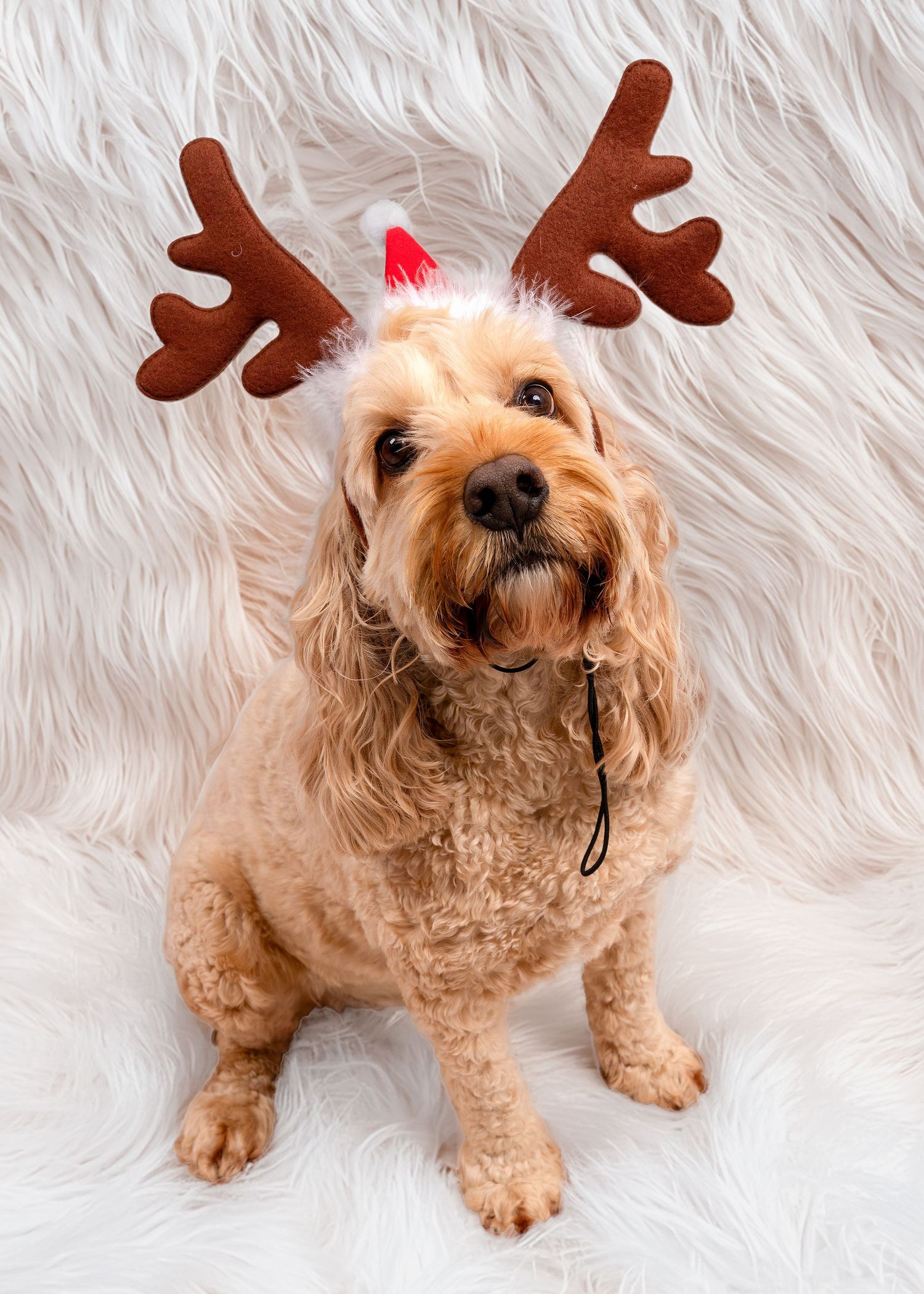 A fluffy golden Cavoodle dog wearing reindeer antlers sitting on a white fur rug. Dave Martin Photography Studio Belfast
