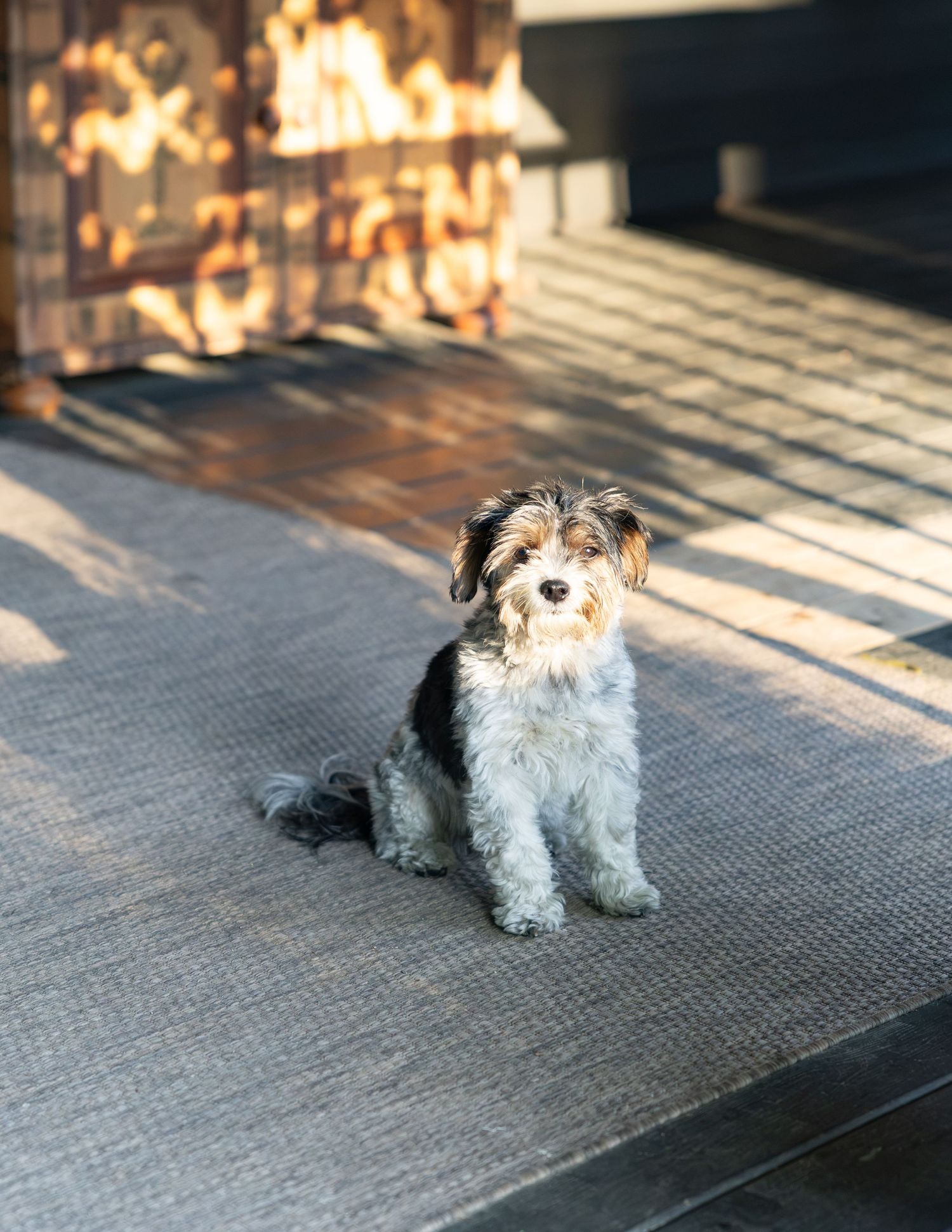 Adorable small black and white terrier mix dog sitting on a patio in warm sunlight.