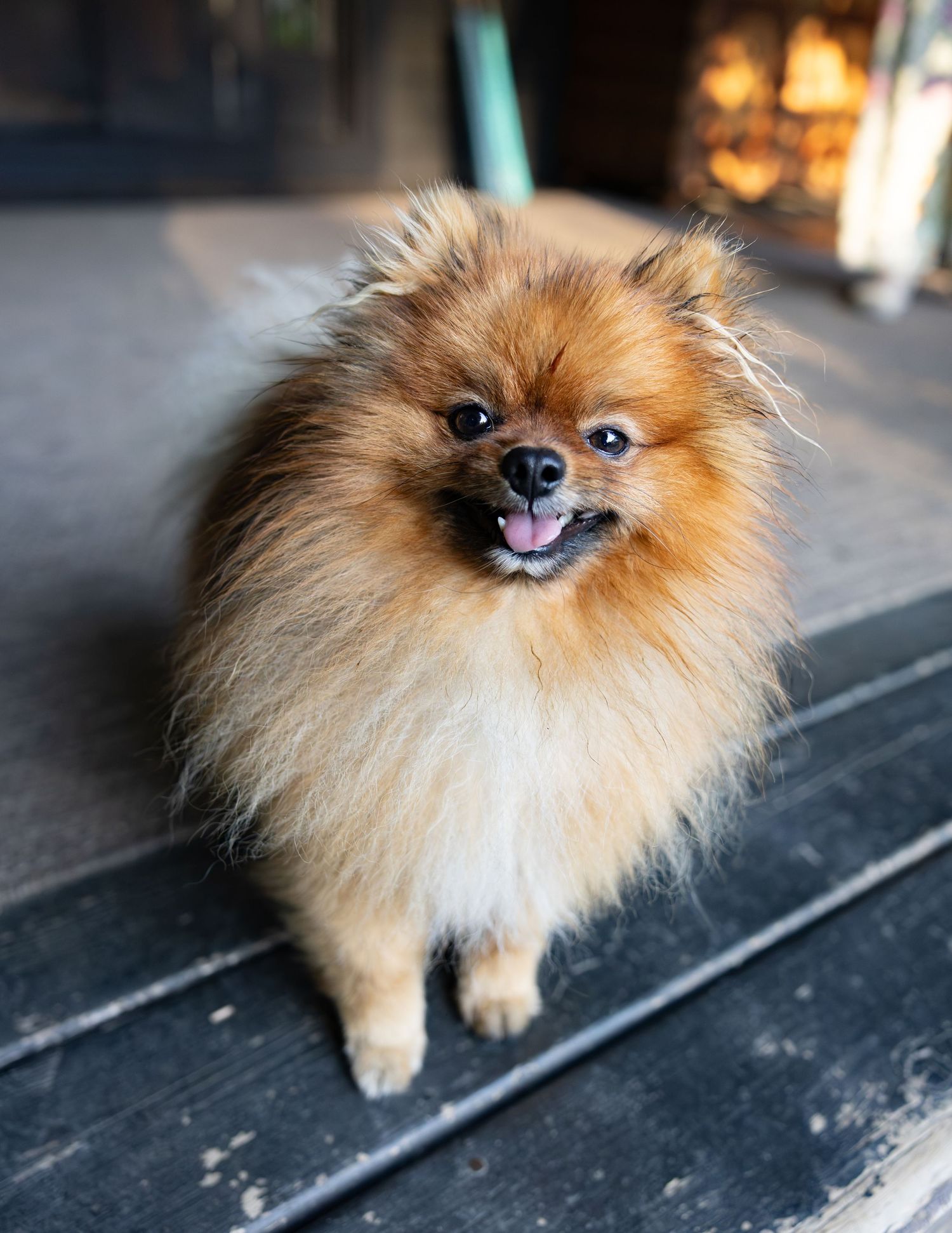 Fluffy smiling Pomeranian dog with golden fur sits on wooden steps in soft natural light.