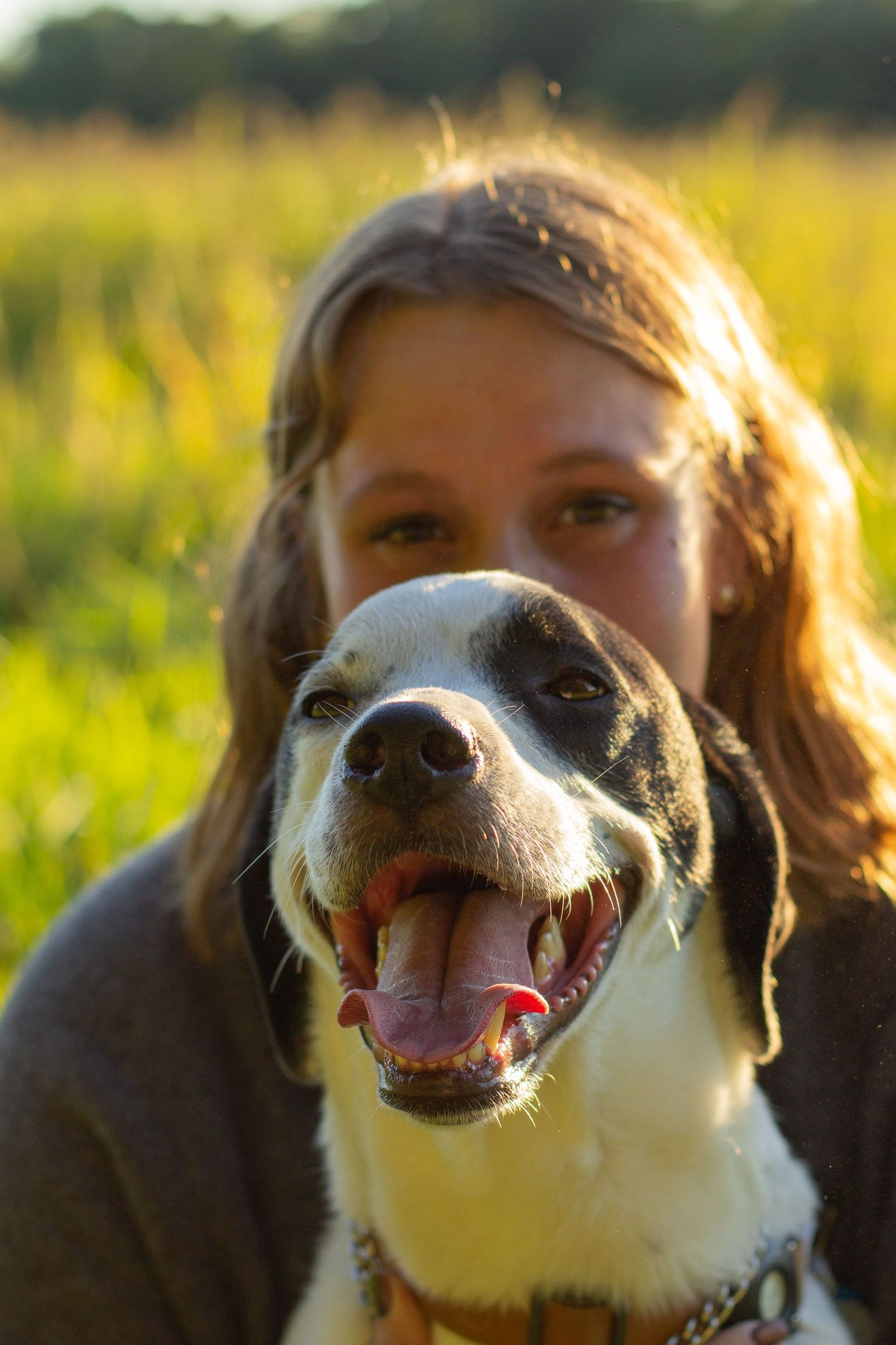 Young girl hugs happy black and white dog with tongue out in sunny golden field.