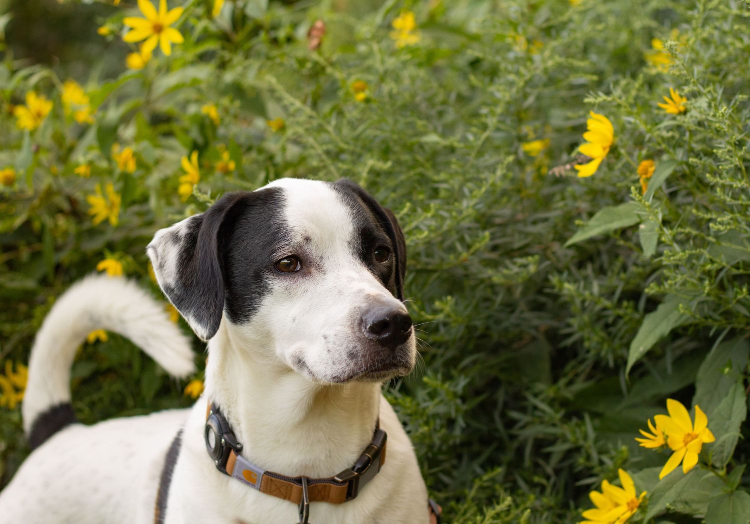 Black and white dog with leather collar sits among bright yellow wildflowers outdoors.