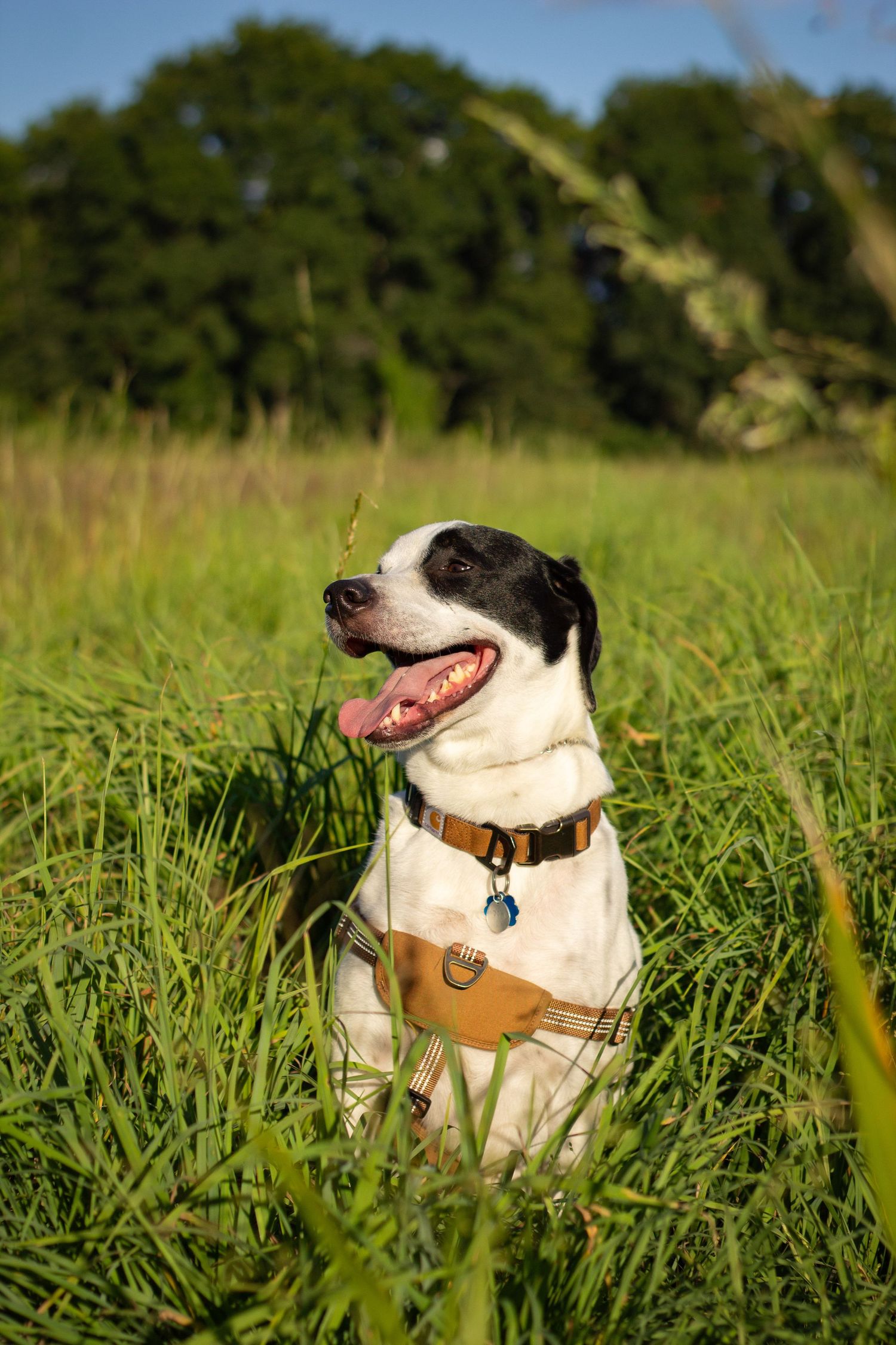 Happy black and white dog wearing leather harness sitting in tall grass on sunny day.