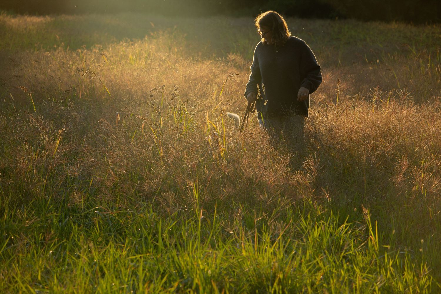 Silhouette of person walking through golden sunlit grassy field at sunset.