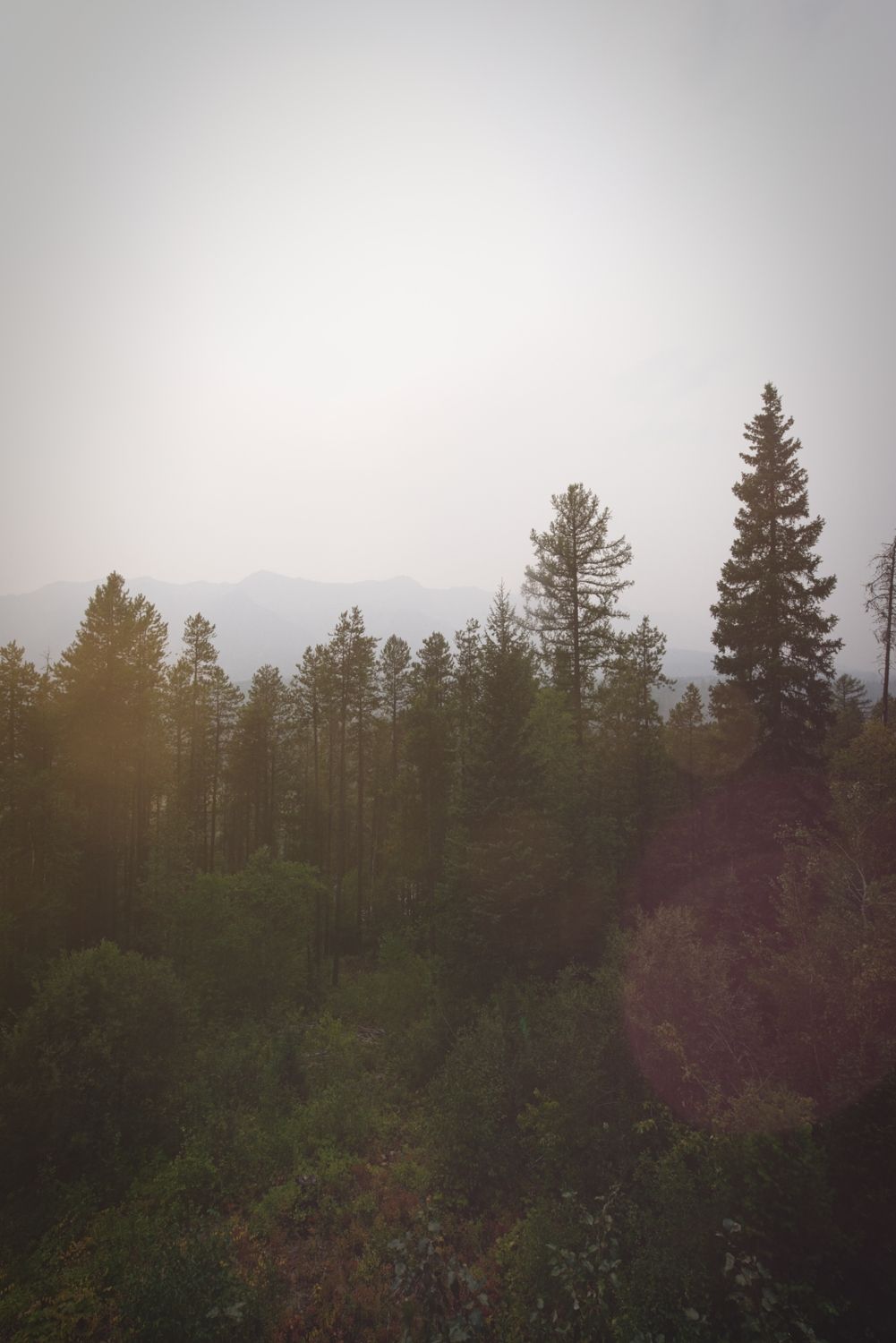 Trees in a forest and cloudy sky in Fernie, BC.