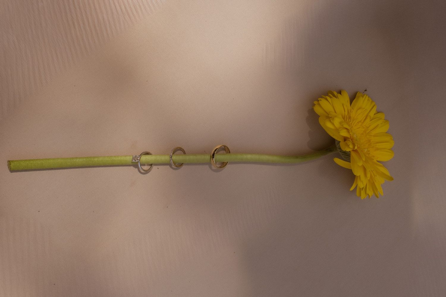 Two gold wedding bands placed on the stem of a yellow flower against a neutral background.