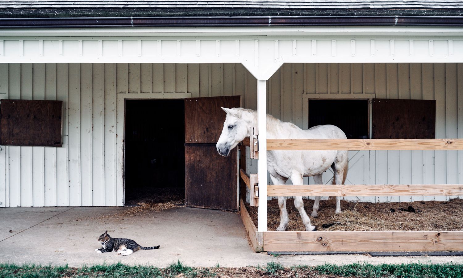 White horse stands outside a white stable barn while a cat rests nearby on the ground.