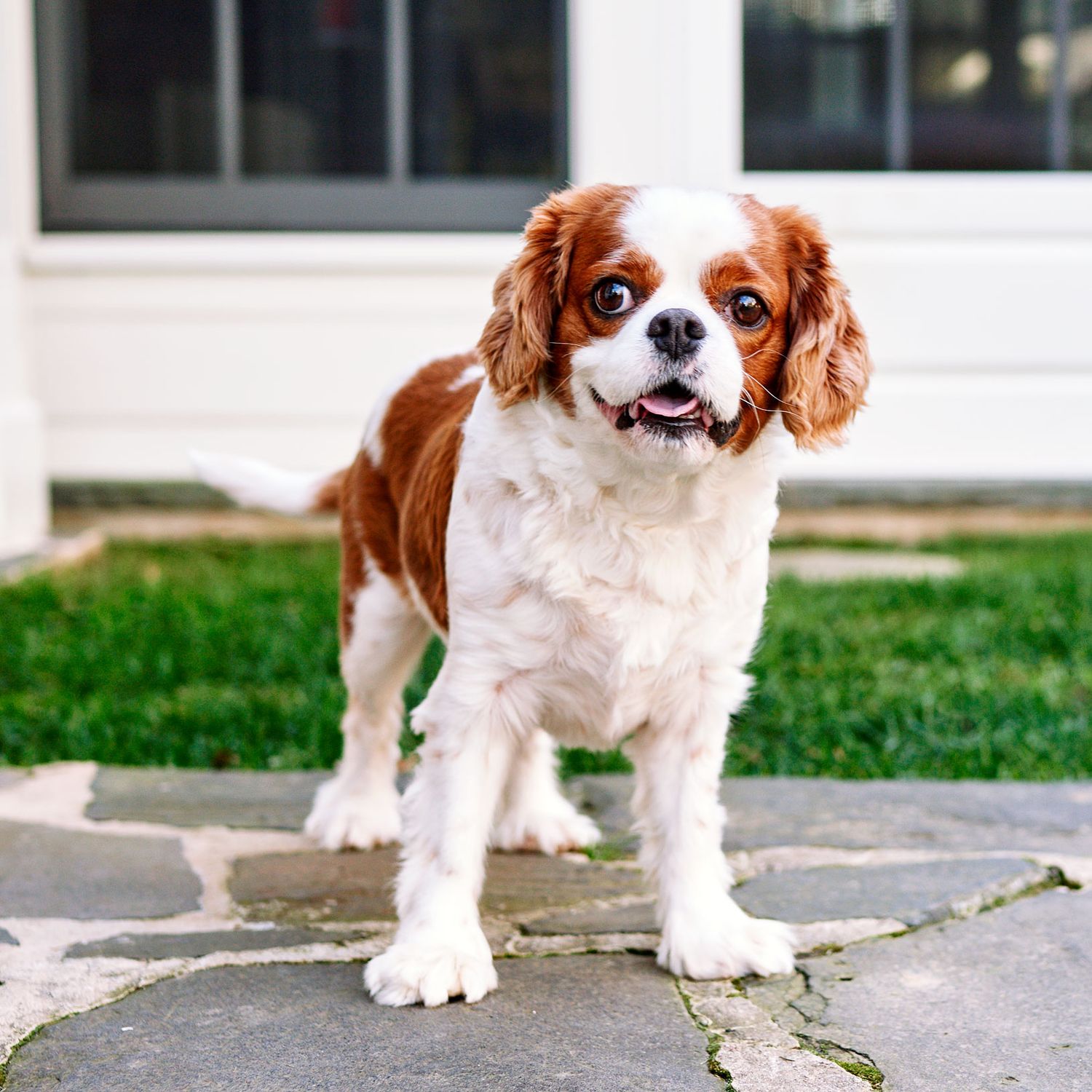 Adorable Cavalier King Charles Spaniel standing on stone pavers in a yard.