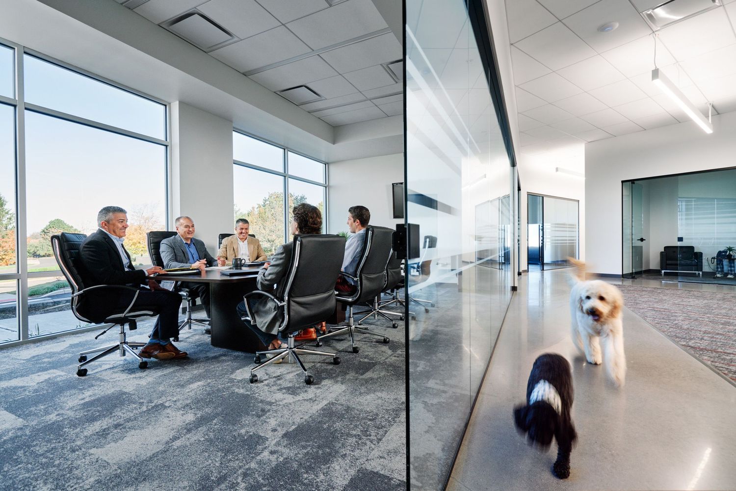 Split view of business meeting in conference room with dogs walking in modern office hallway.