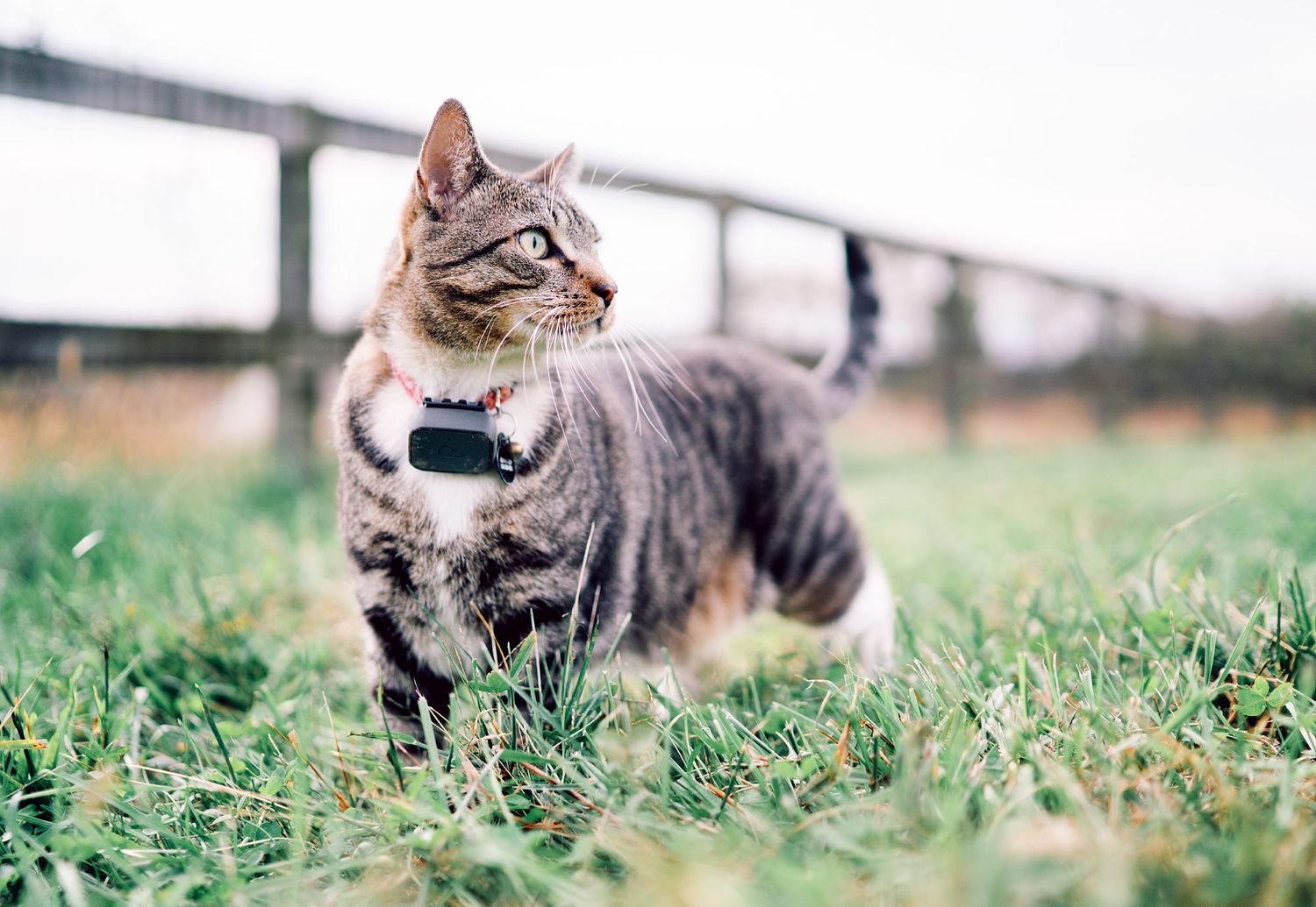 Tabby cat wearing a small GPS tracker collar stands alert in green grass outdoors.