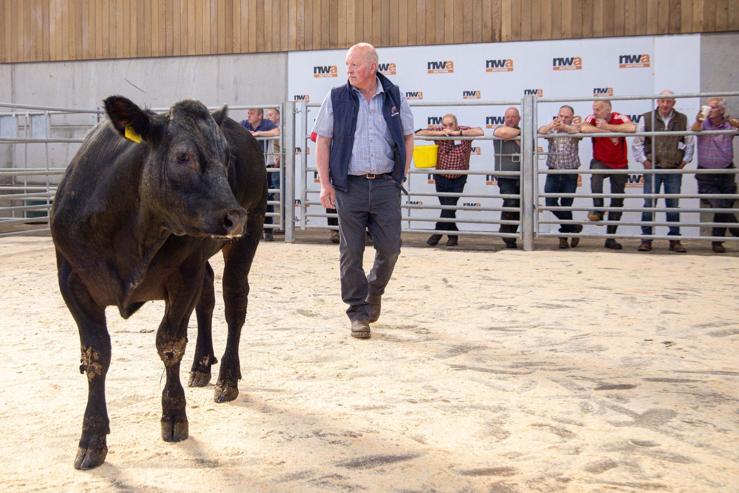 Man in blue vest leading a black cow through a sandy livestock auction ring.