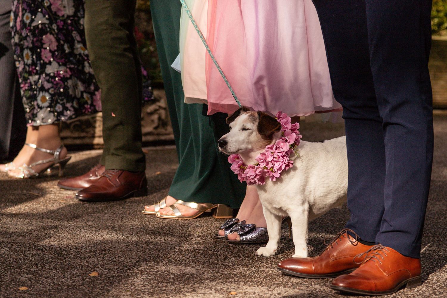 A Jack Russell terrier with pink floral collar stands on a leash among wedding guests feet.