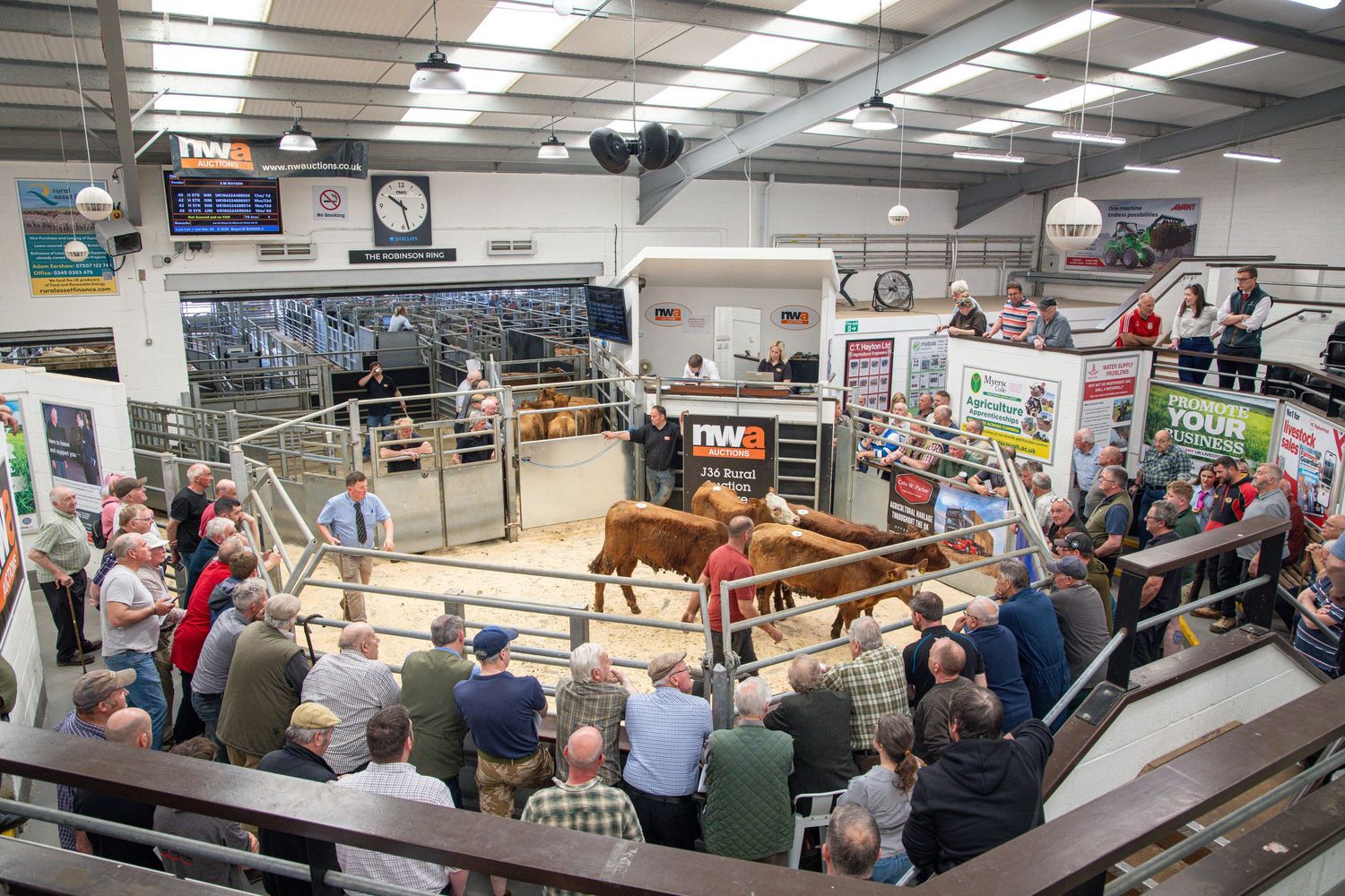 Busy livestock auction with a brown cow in the ring surrounded by seated bidders.
