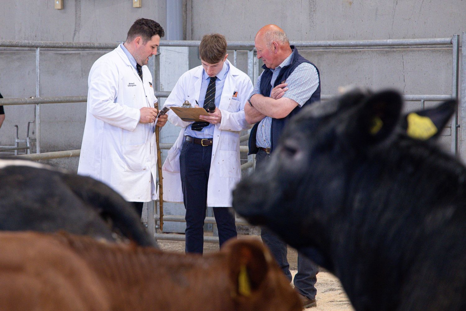 Three men in white coats reviewing clipboards while inspecting black cattle in a pen.