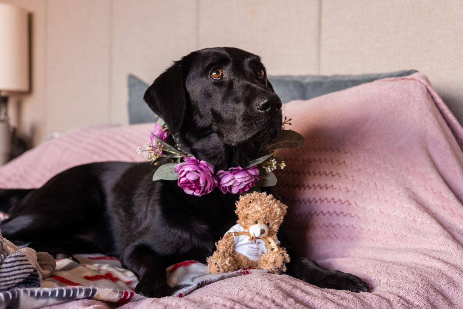 Black Labrador wearing floral collar lying with teddy bear on pink bed.