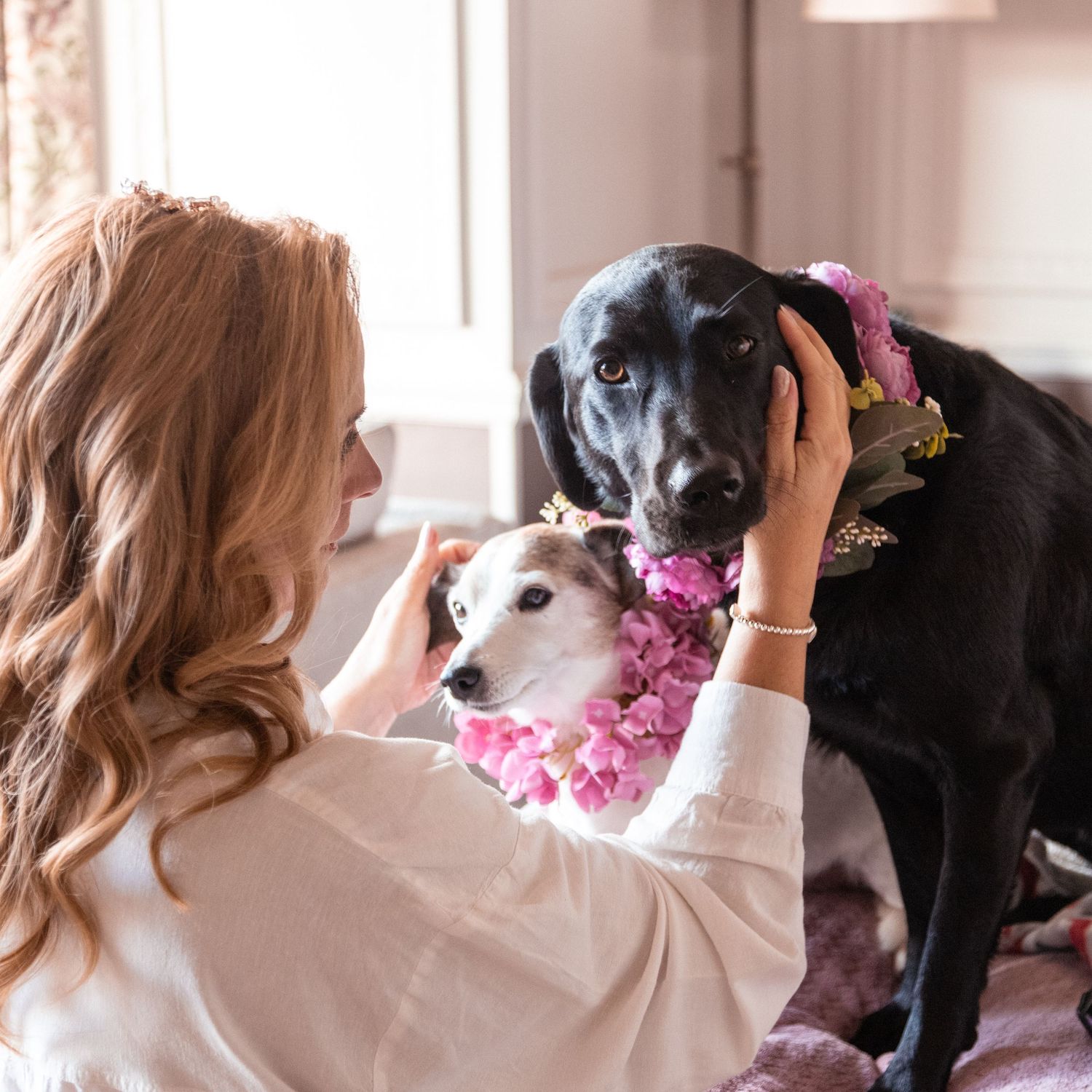 Bride adjusting pink floral collar on black Labrador with small white dog nearby at wedding.