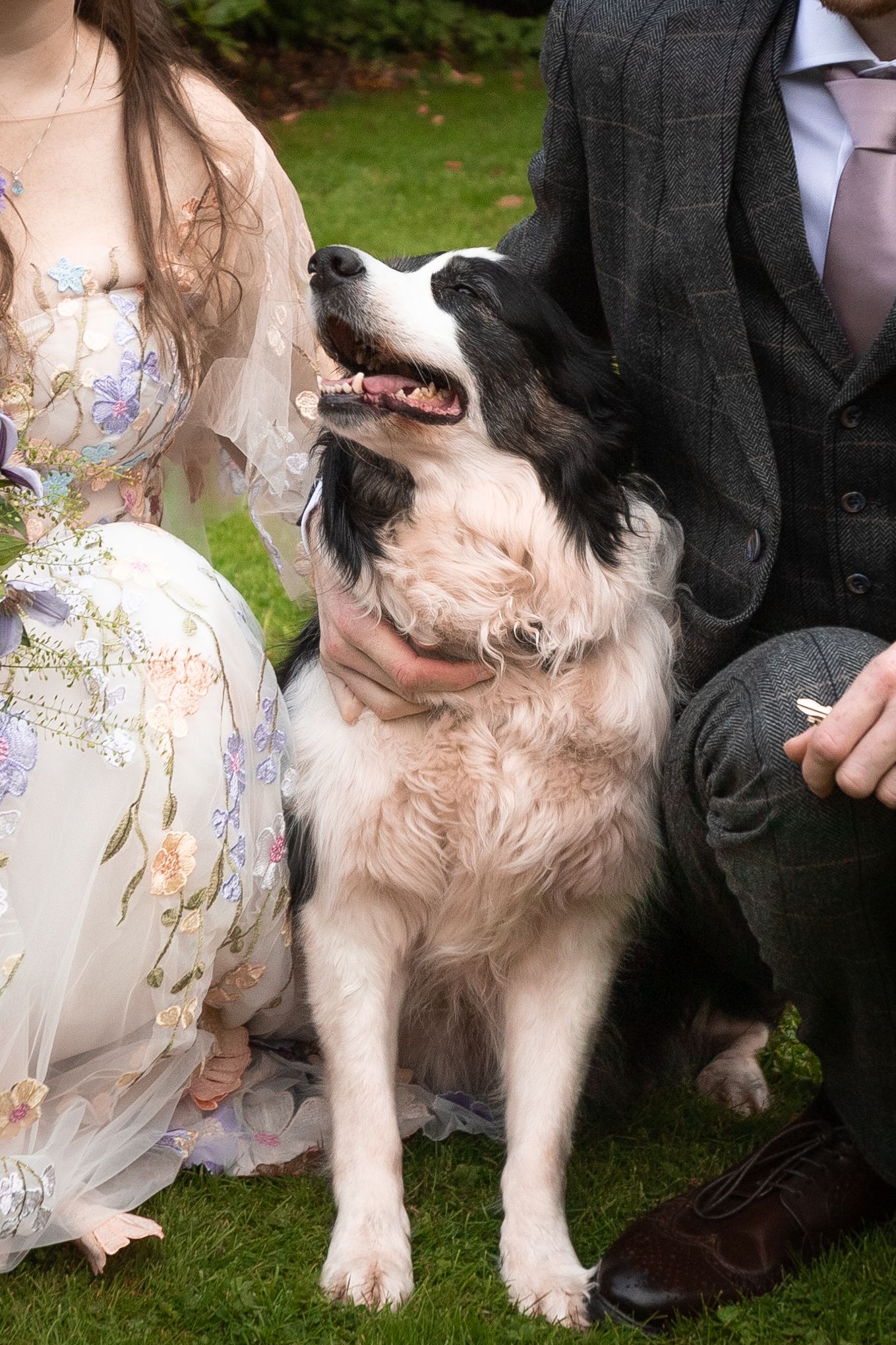 A happy Border Collie sits between a bride in floral dress and groom in grey suit on green grass at a wedding.