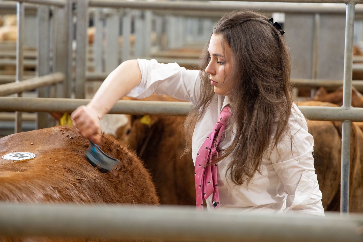 Young woman in white coat grooming a brown cow with a brush at a livestock show.