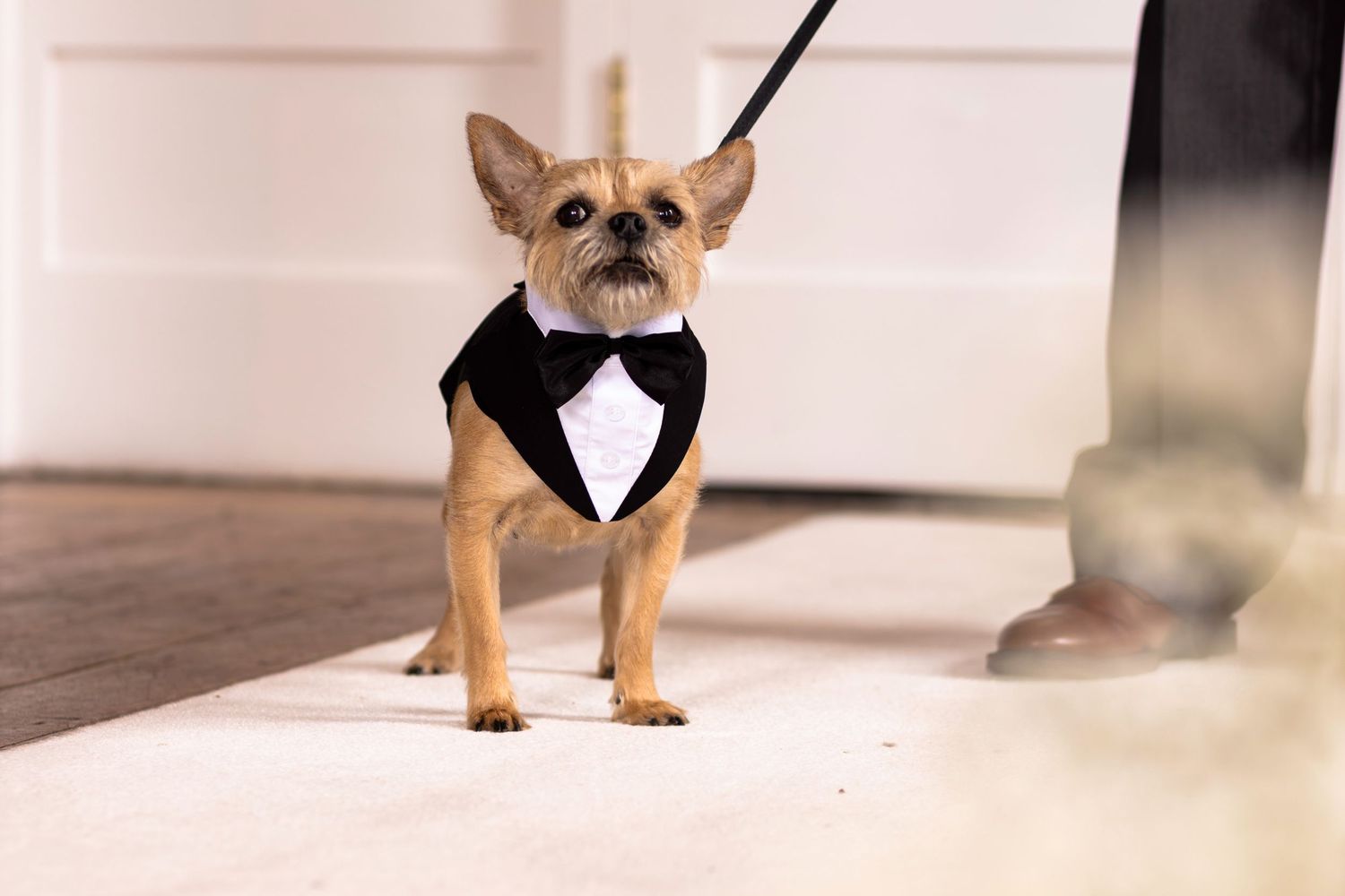 Tiny Chihuahua dog wearing a black tuxedo bow tie outfit on a leash, posing at a formal event.