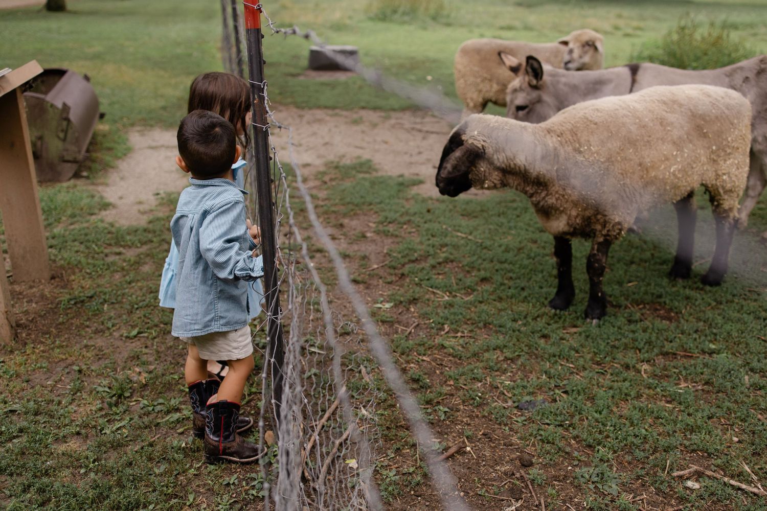 A young child stands at a fence interacting with sheep in a green pasture at a petting zoo.