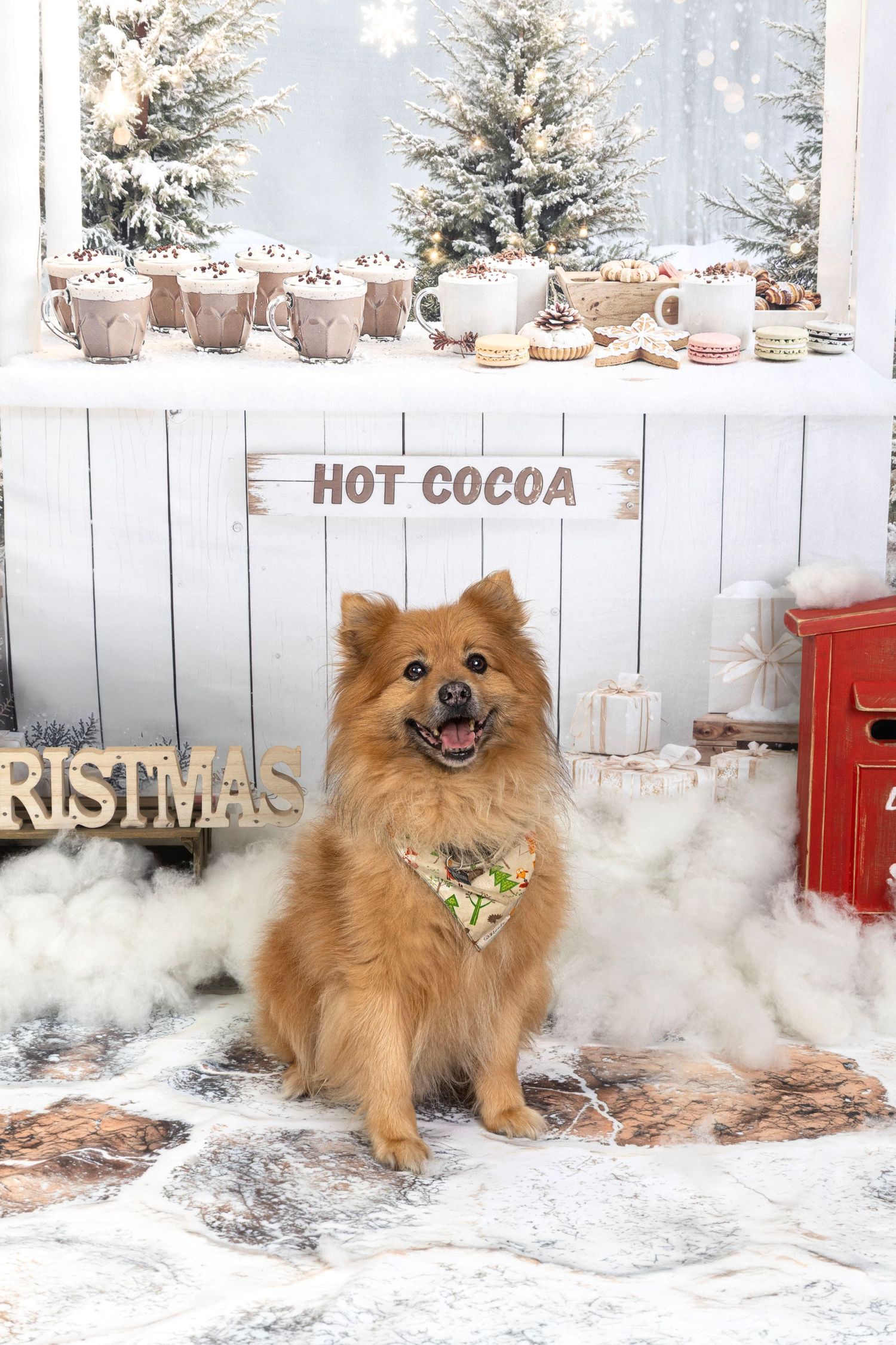 Fluffy Pomeranian dog sitting in a festive Christmas hot cocoa display with snowy decorations and holiday treats.