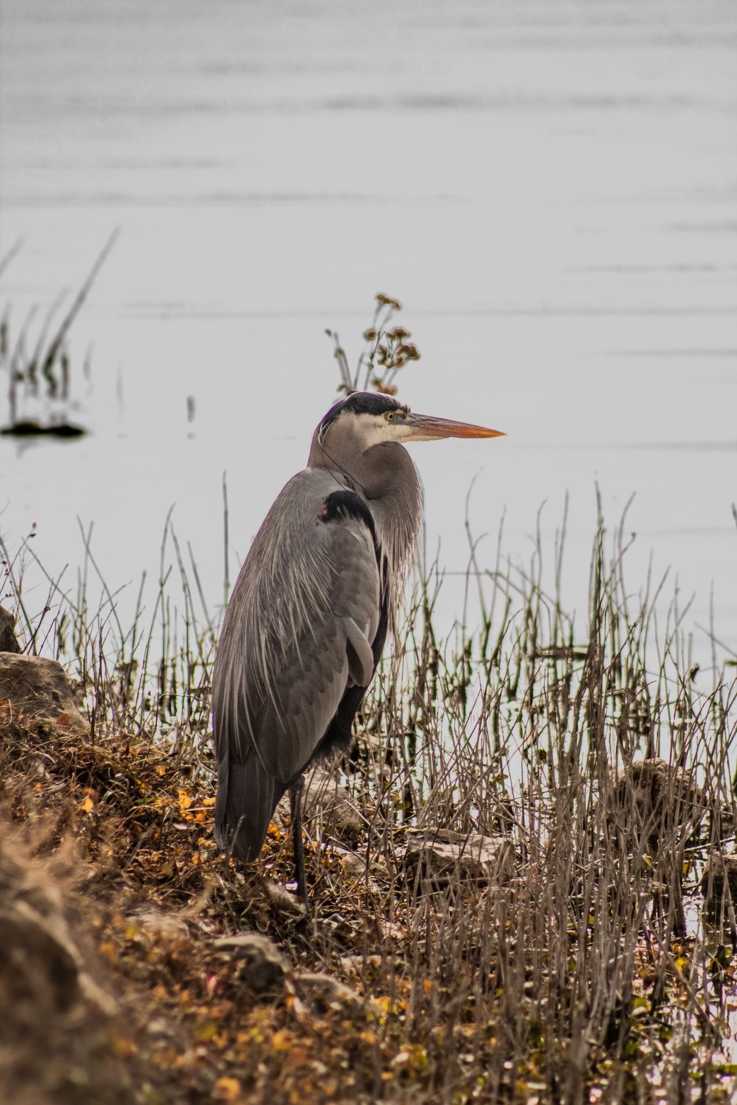 A great blue heron stands alert on the shoreline of a calm lake among reeds and autumn foliage.