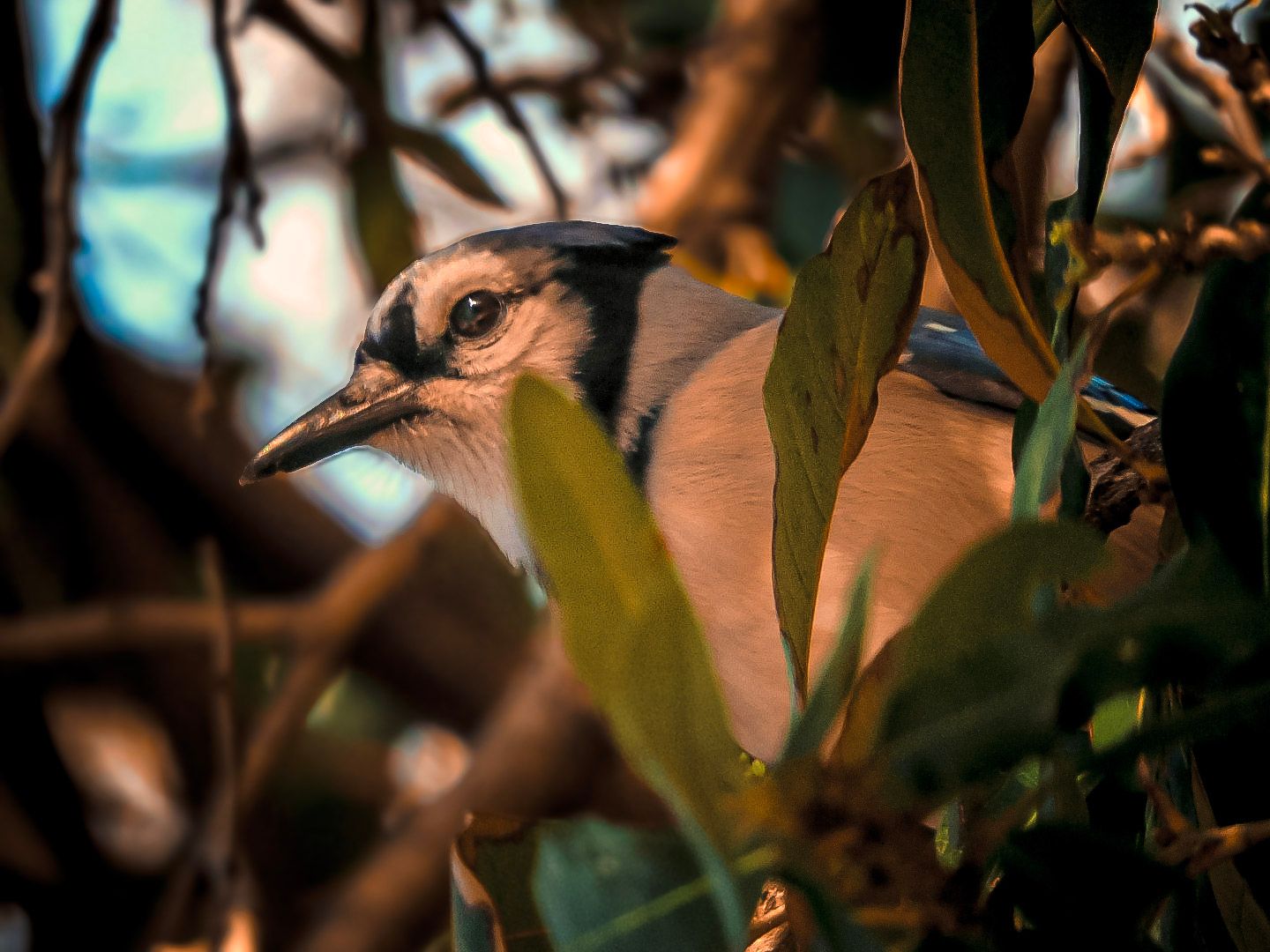 A blue jay bird peers through lush green leaves and branches in a close-up nature photography shot.