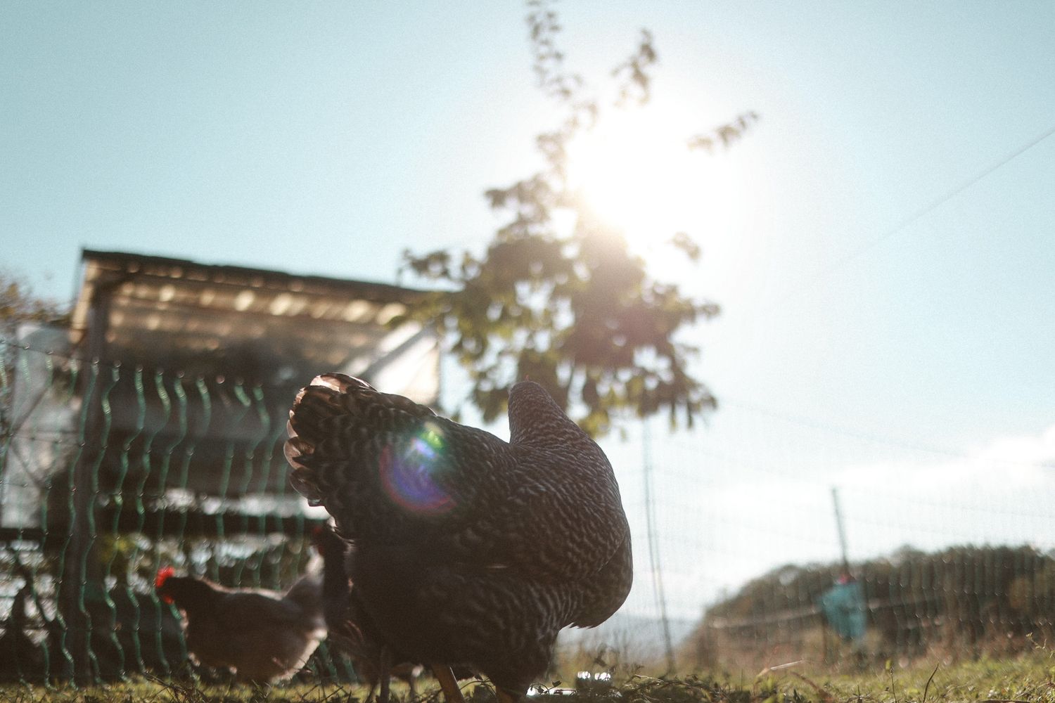 A dark turkey stands in a sunny farm pasture with a chicken coop and fence visible in the background.