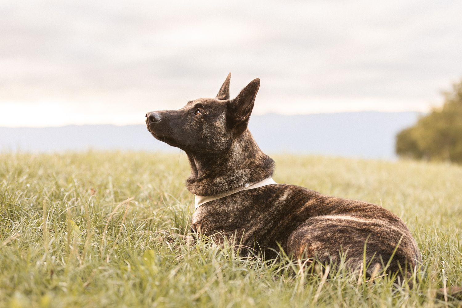 Brindle dog lying in a grassy field with a cloudy sky and distant mountains in the background.