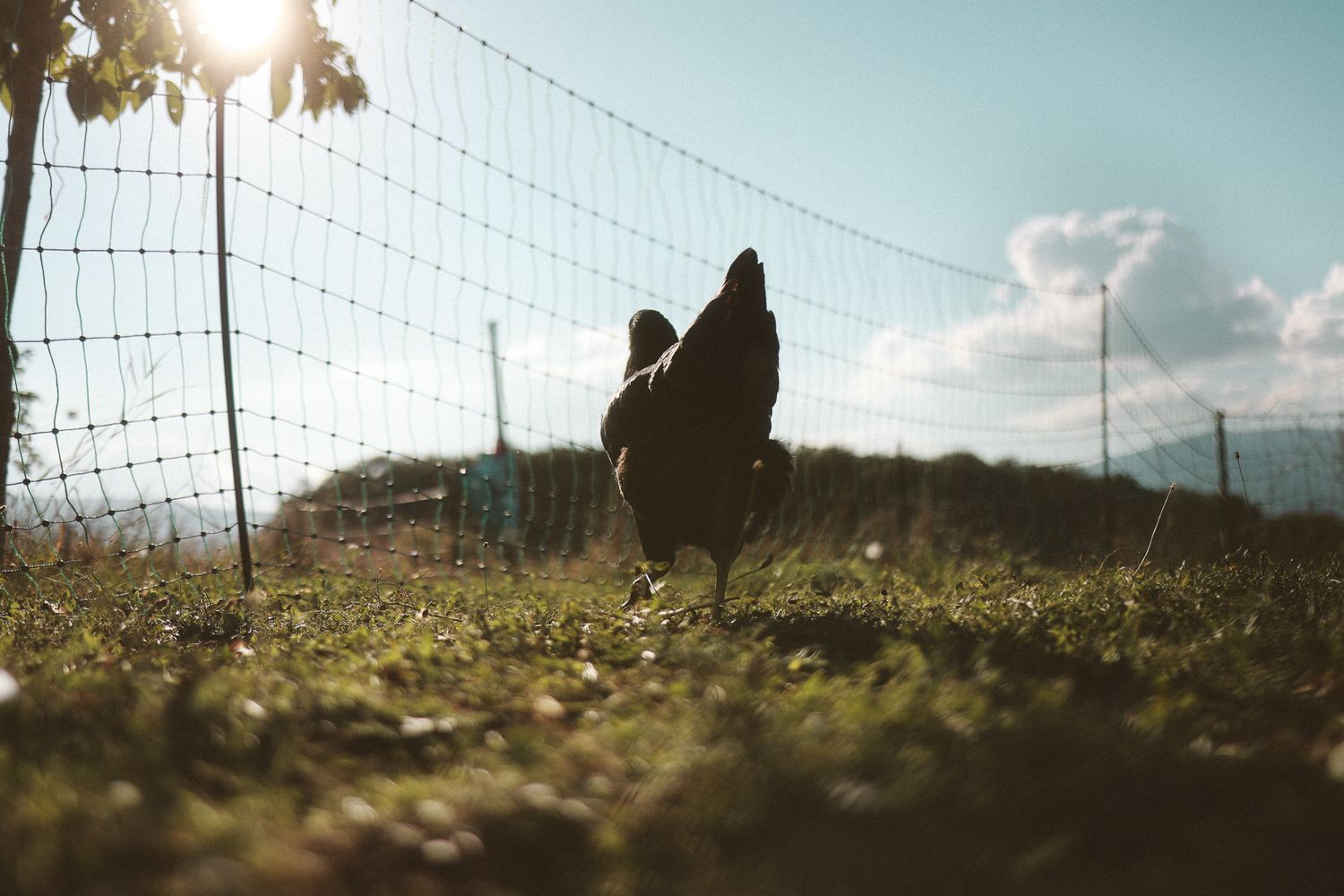 A black hen stands in green grass near a wire fence with sunlight streaming through on a partly cloudy day.