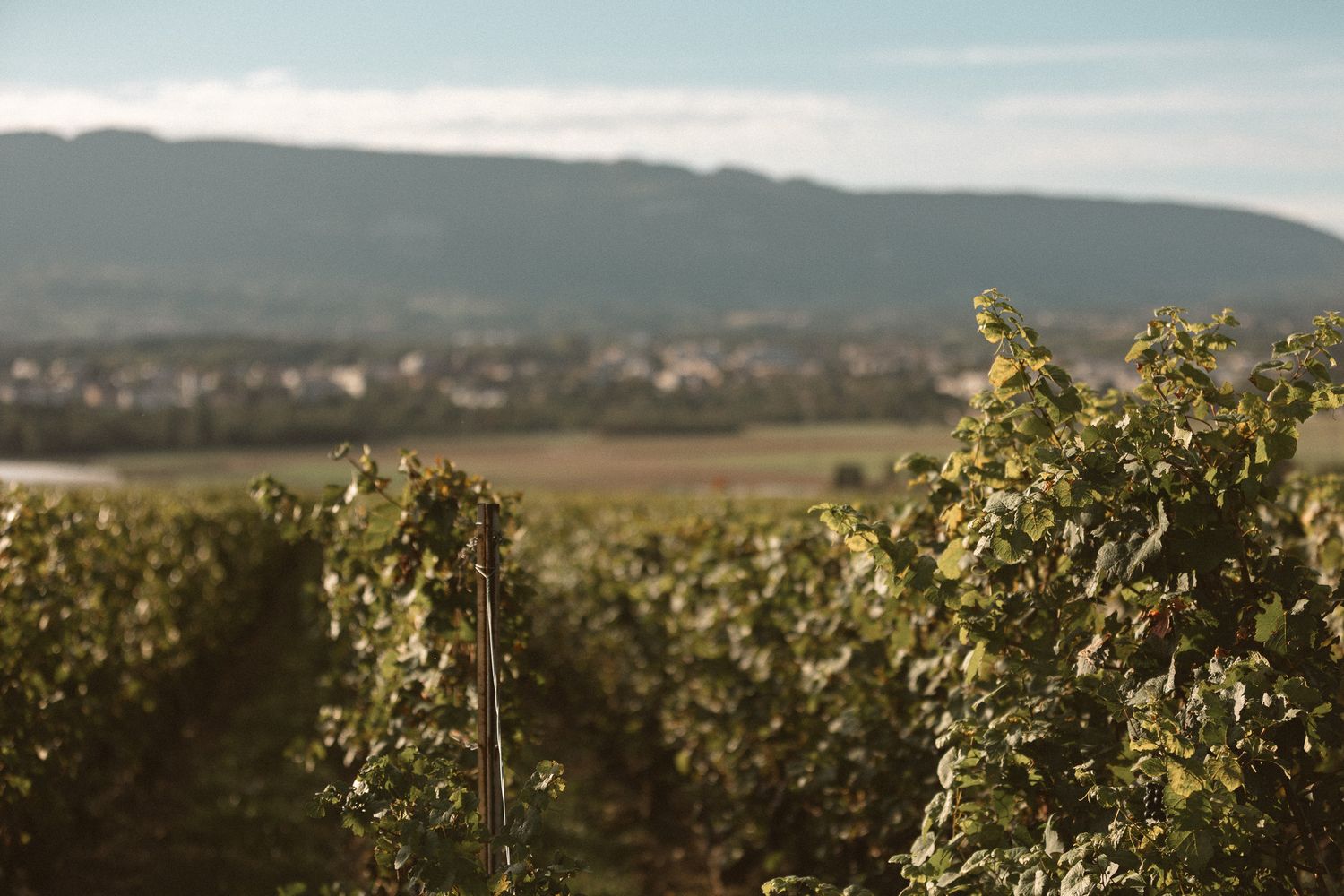 Scenic vineyard rows stretching toward a mountain town under a soft cloudy sky.