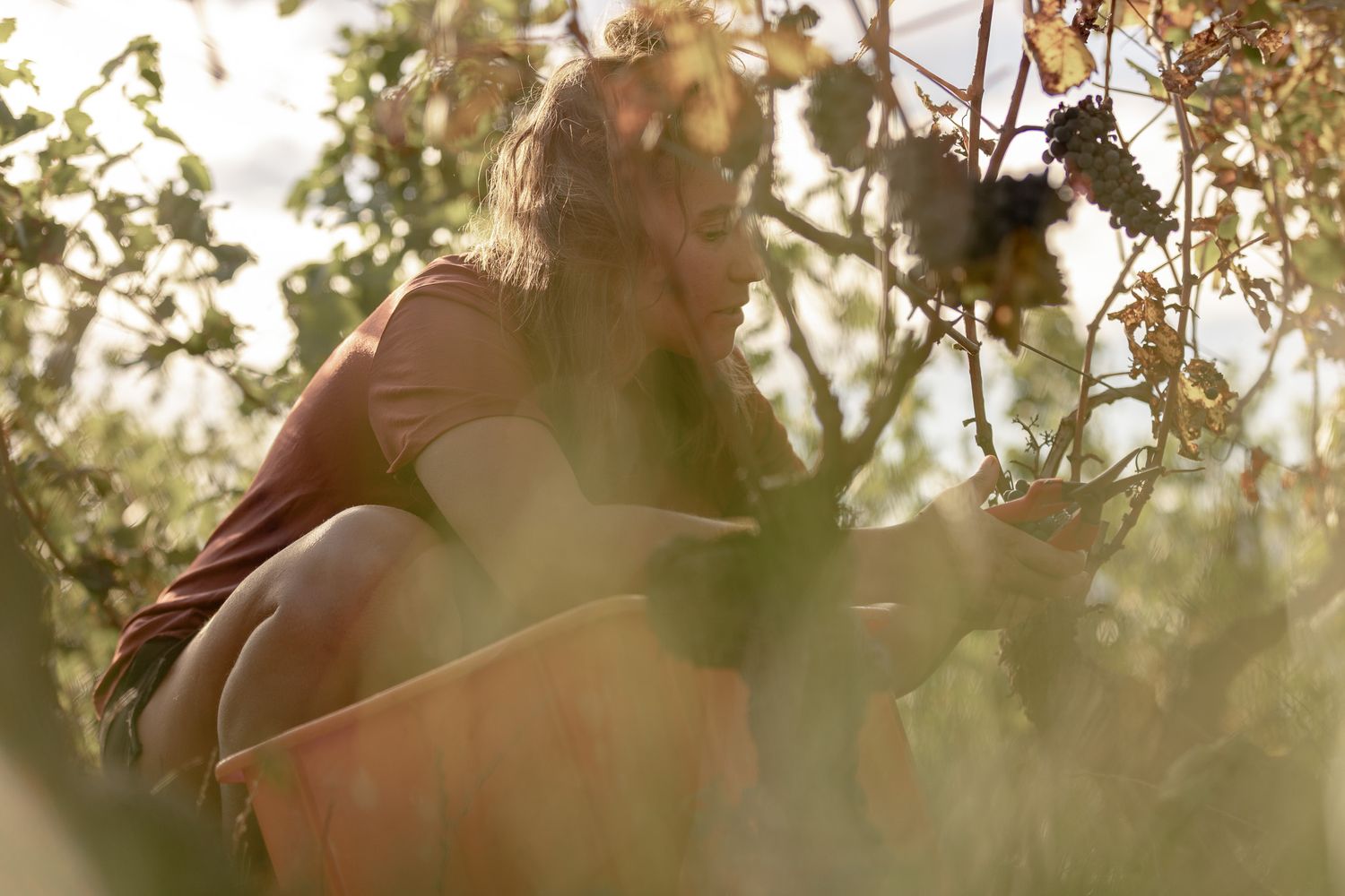 Vendangeuse accroupie parmi les vignes, cagette de récolte à la main, lumière du soir
