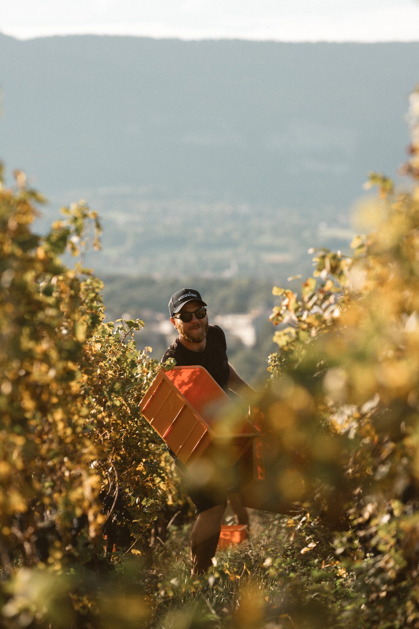 Man carrying an orange harvest crate through sun-drenched vineyard rows during grape harvest.