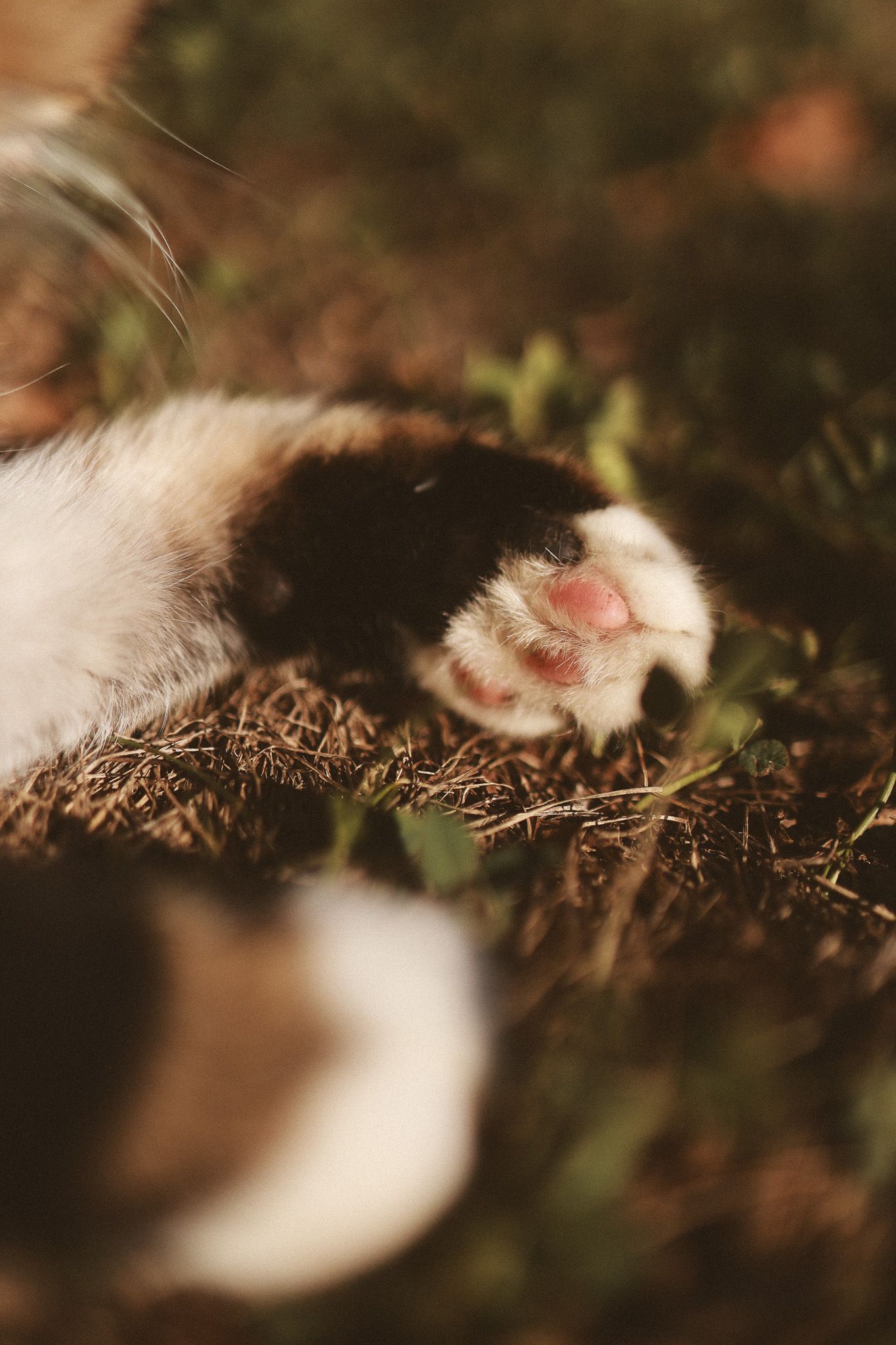 Close-up of a black and white cat paw with pink toe beans resting on earthy ground with green grass.