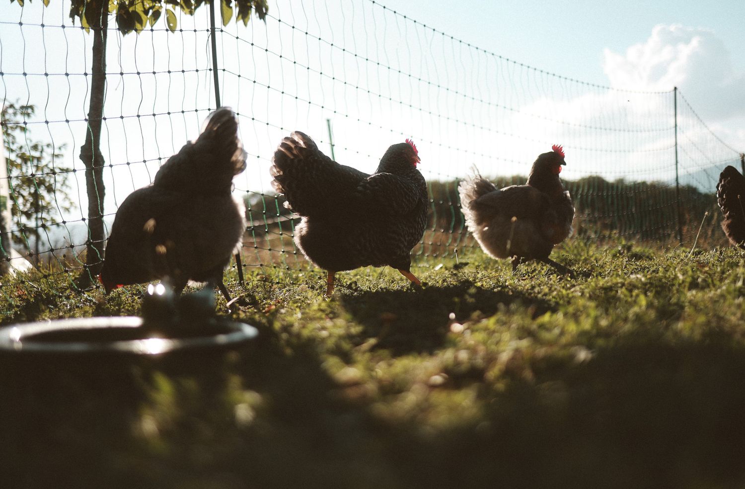 Three free-range chickens foraging on green grass beside a wire fence in natural sunlight.