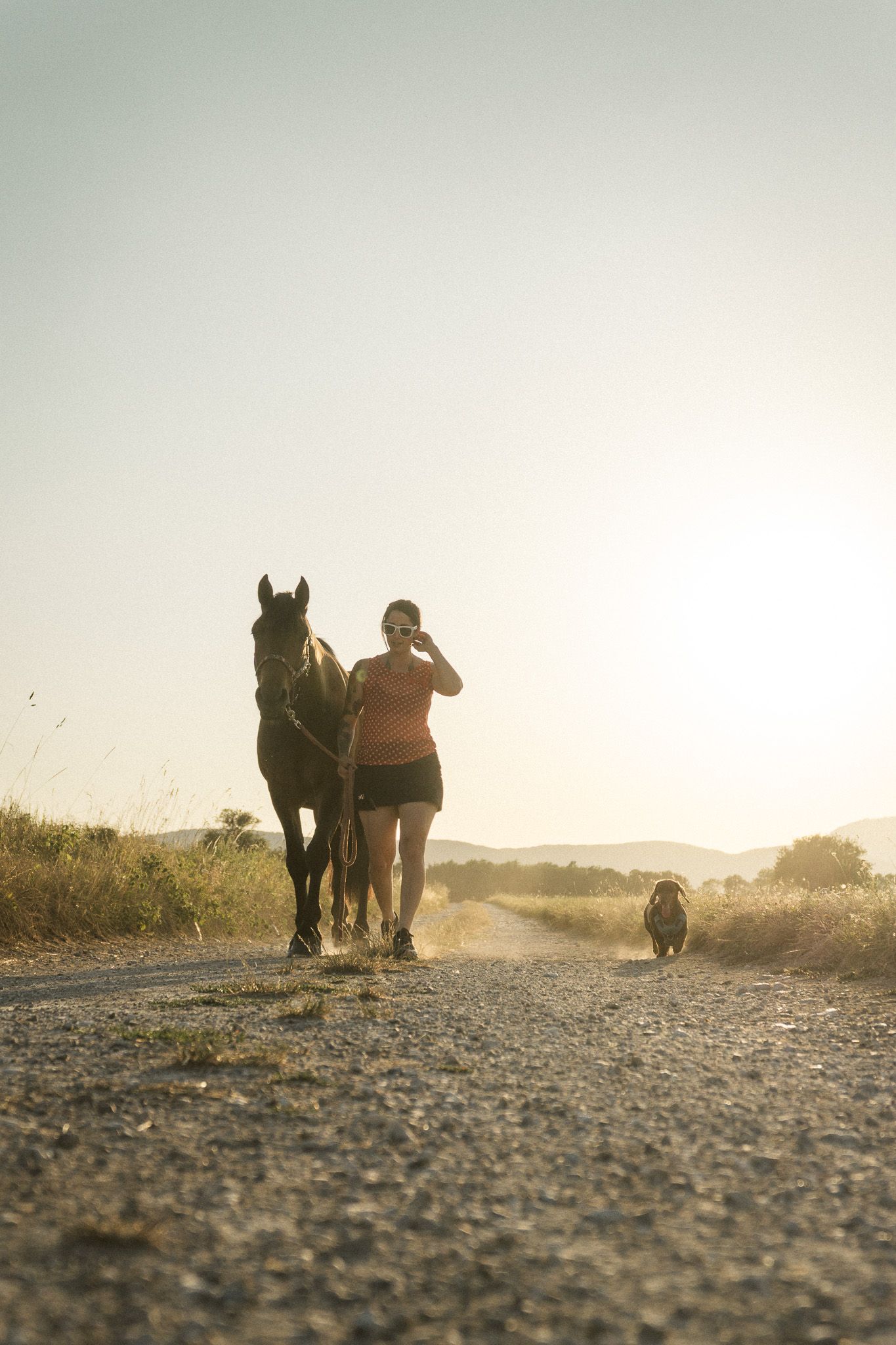 Woman leading a dark horse down a rural dirt road at sunset with a dog walking ahead in golden light.