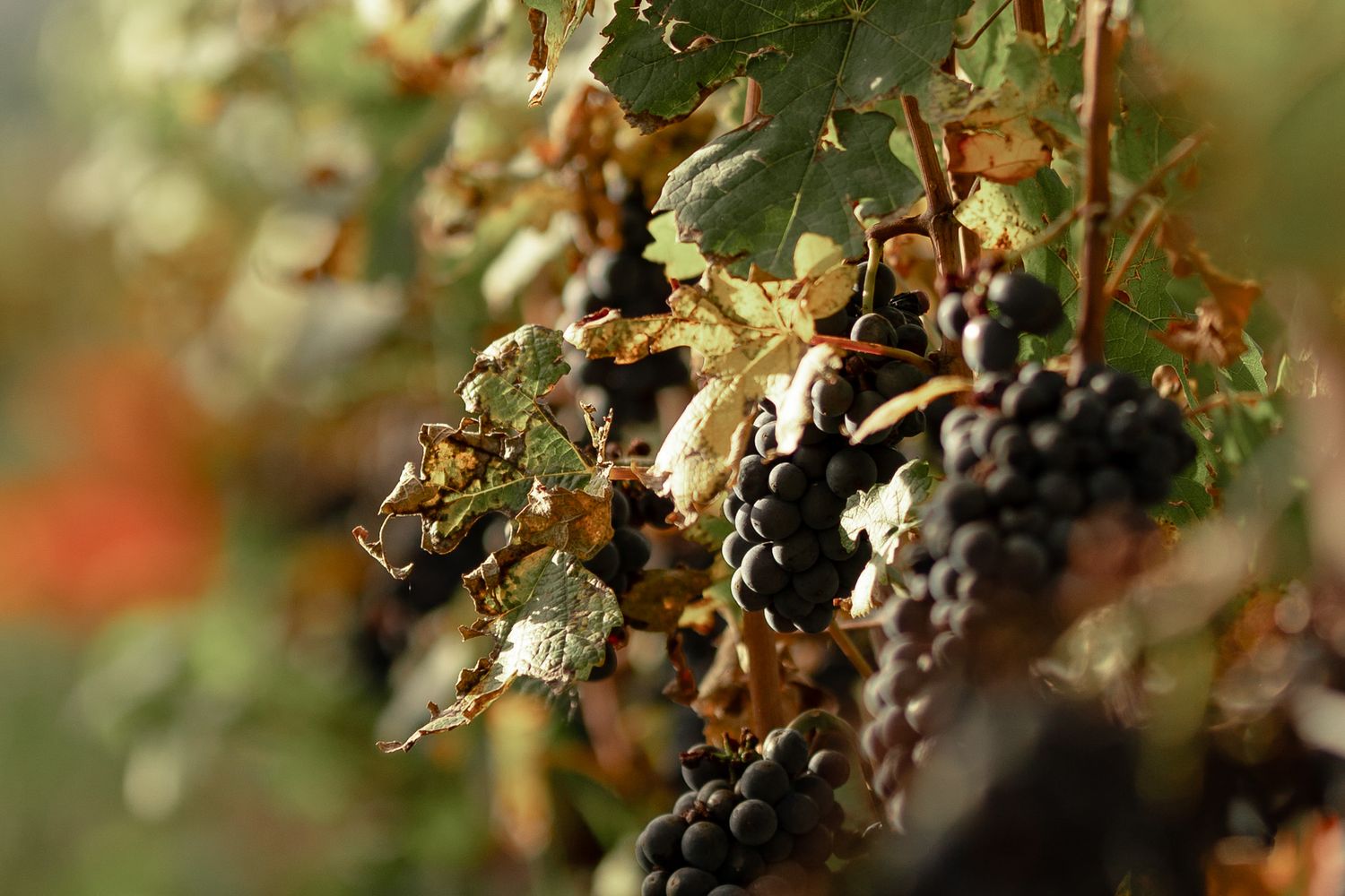 Grappe de raisin noir sur la vigne, entourée de feuillage