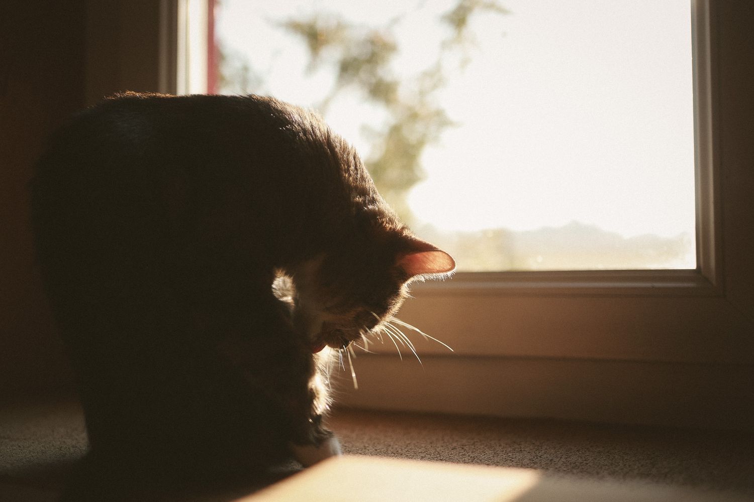 A silhouetted cat sits peacefully by a sunlit window, bathed in warm golden light streaming through the glass.