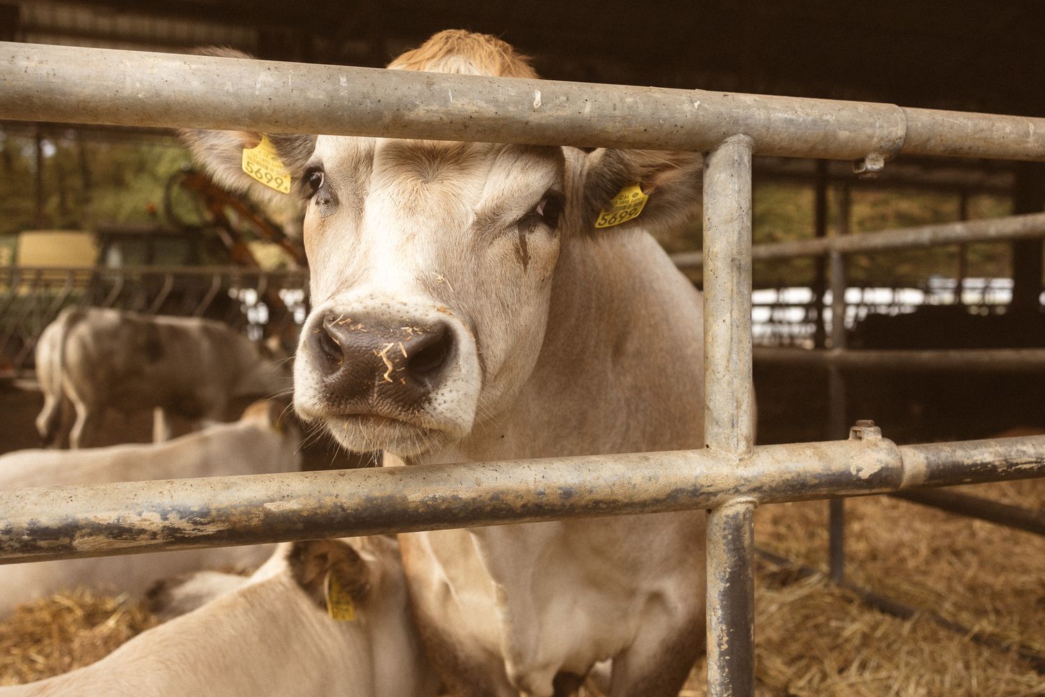 Dairy cow looking through metal gate bars in a farm barn.