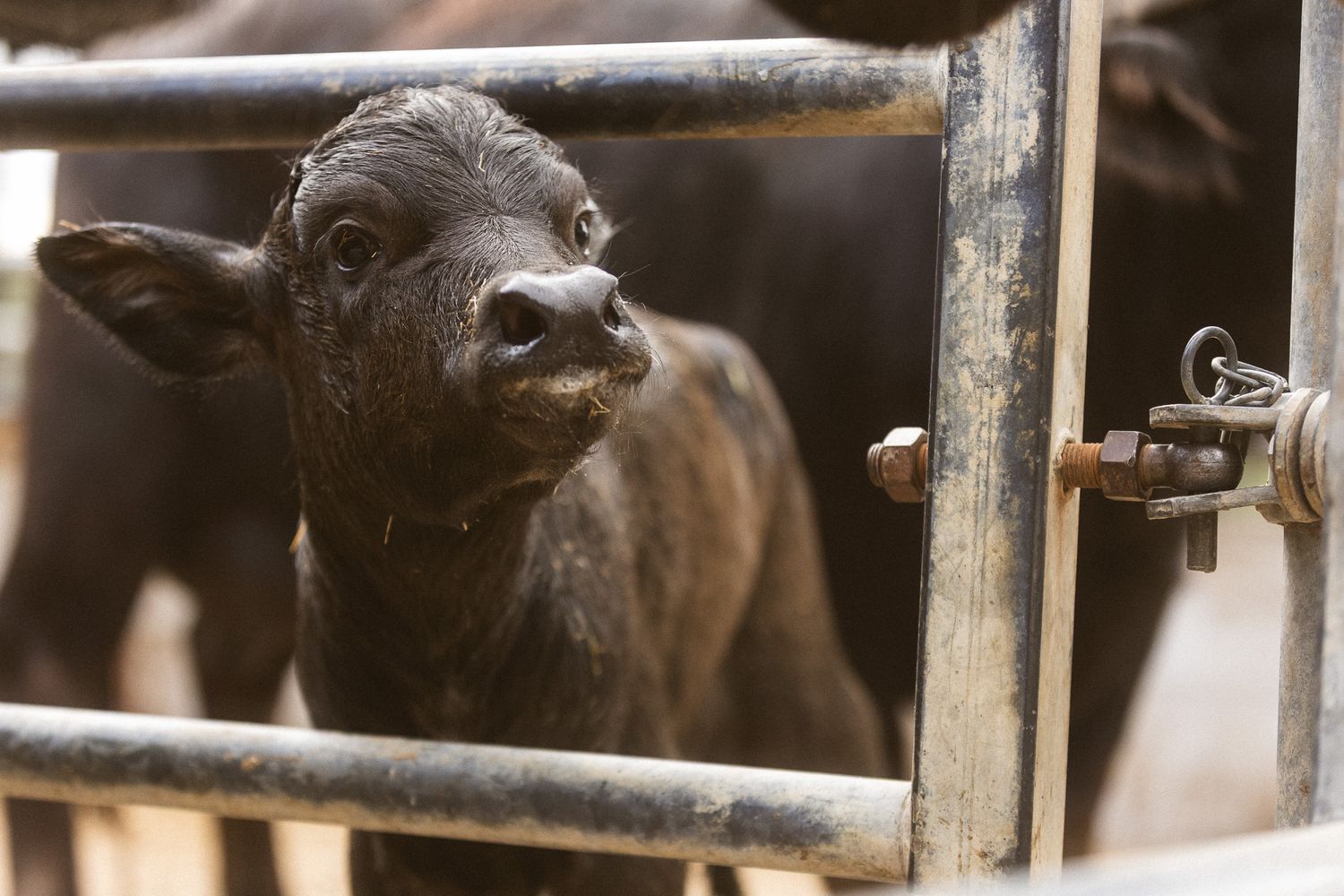 Newborn black Angus calf looking through metal gate bars on a farm.