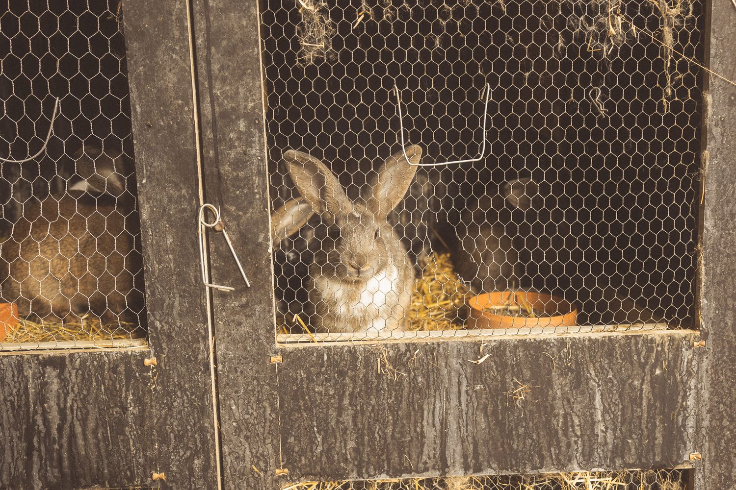 Gray rabbit sitting in a rustic wooden cage with wire mesh fencing.